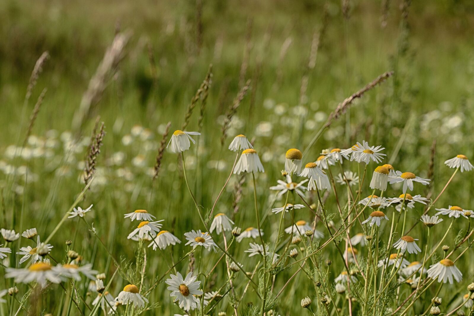 Canon EOS 7D Mark II sample photo. Summer flower, meadow, nature photography