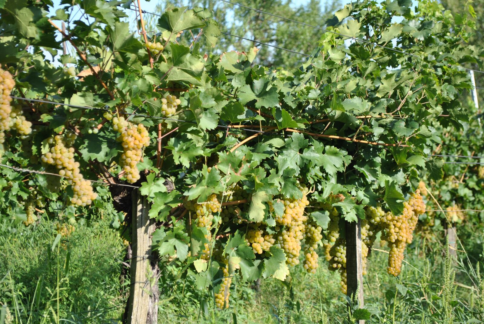 Nikon D3000 sample photo. Grape harvest, autumn, grape photography
