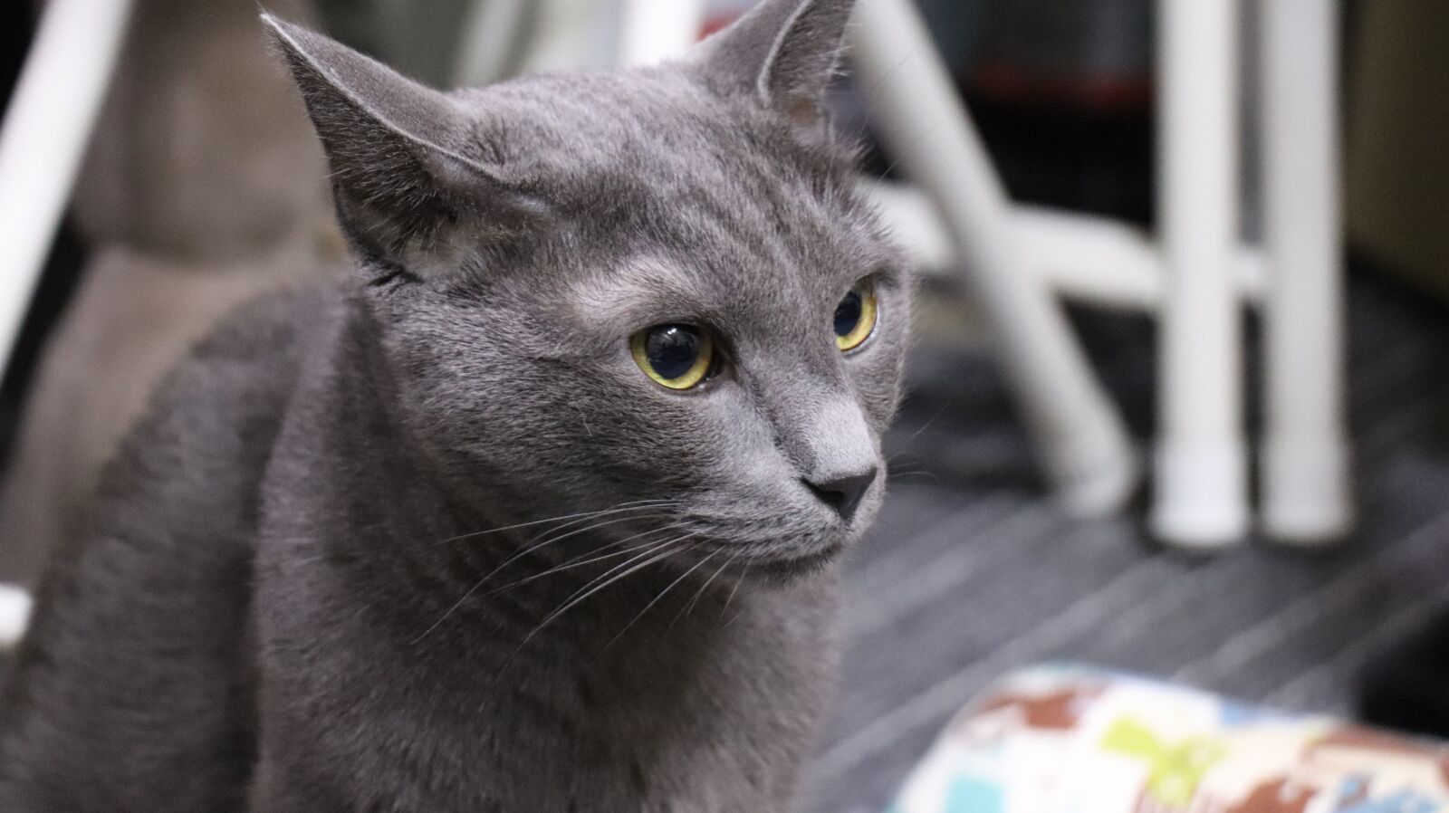 Canon EOS 77D (EOS 9000D / EOS 770D) sample photo. Cat, russian blue, a photography