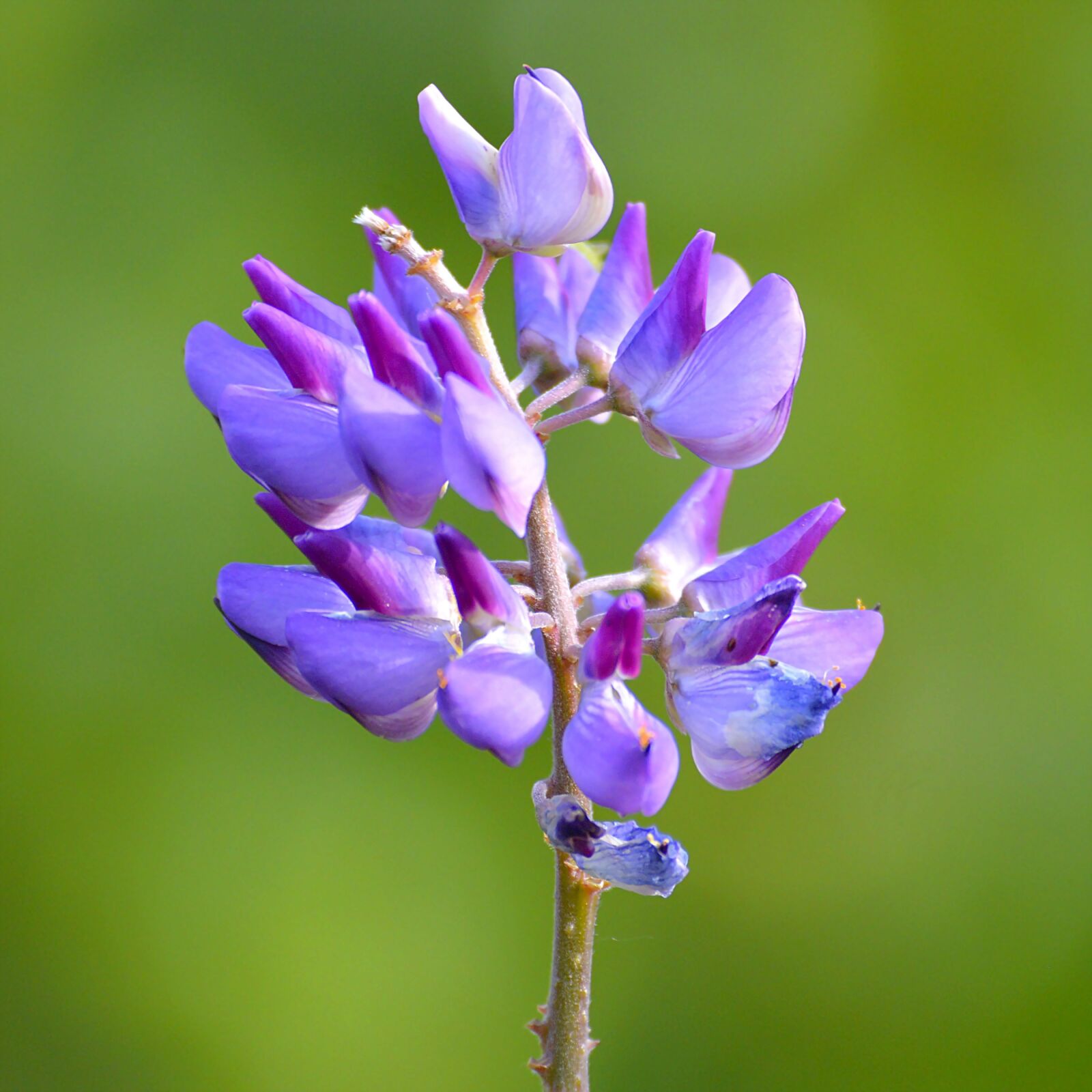 Nikon D3200 sample photo. Blossom, bloom, plant photography