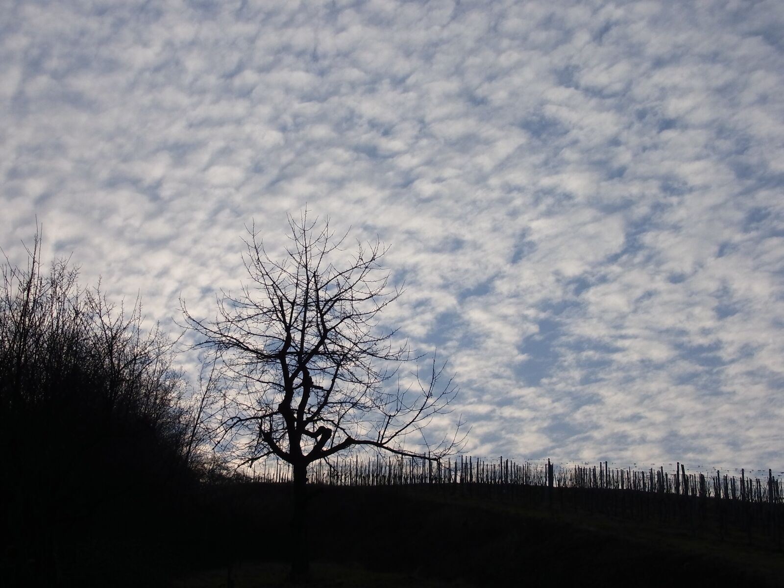 Ricoh CX3 sample photo. Tree, sky, nature photography