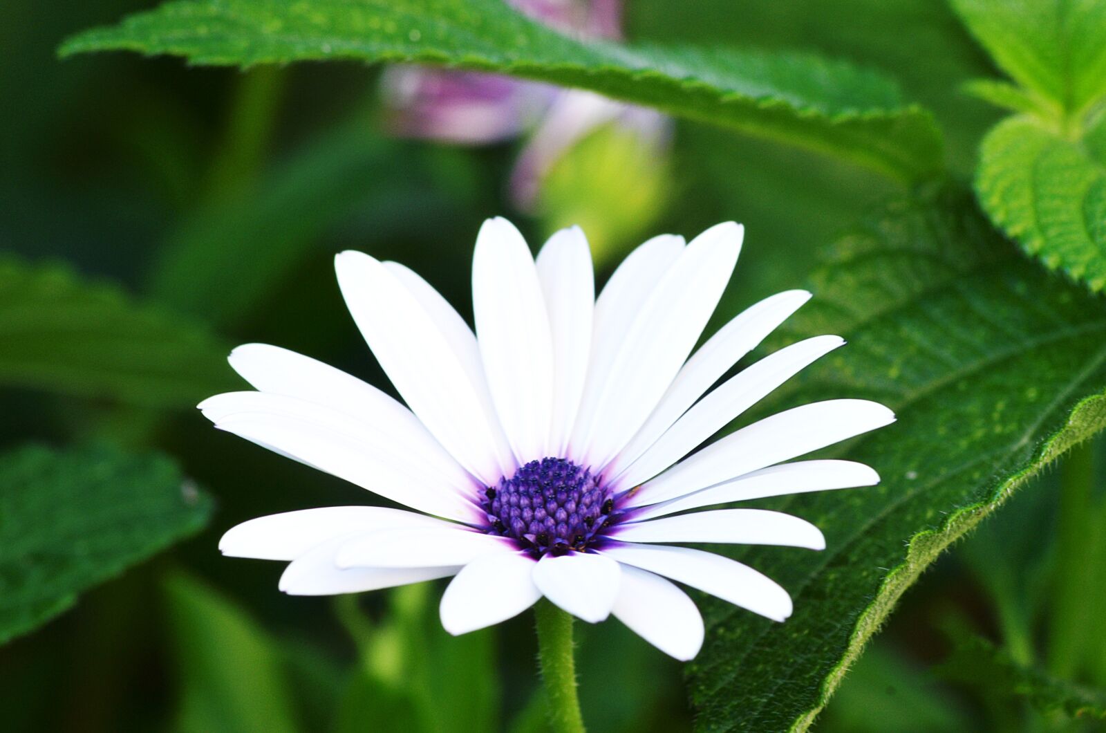 Nikon D5100 sample photo. Marguerite, flower, spring photography