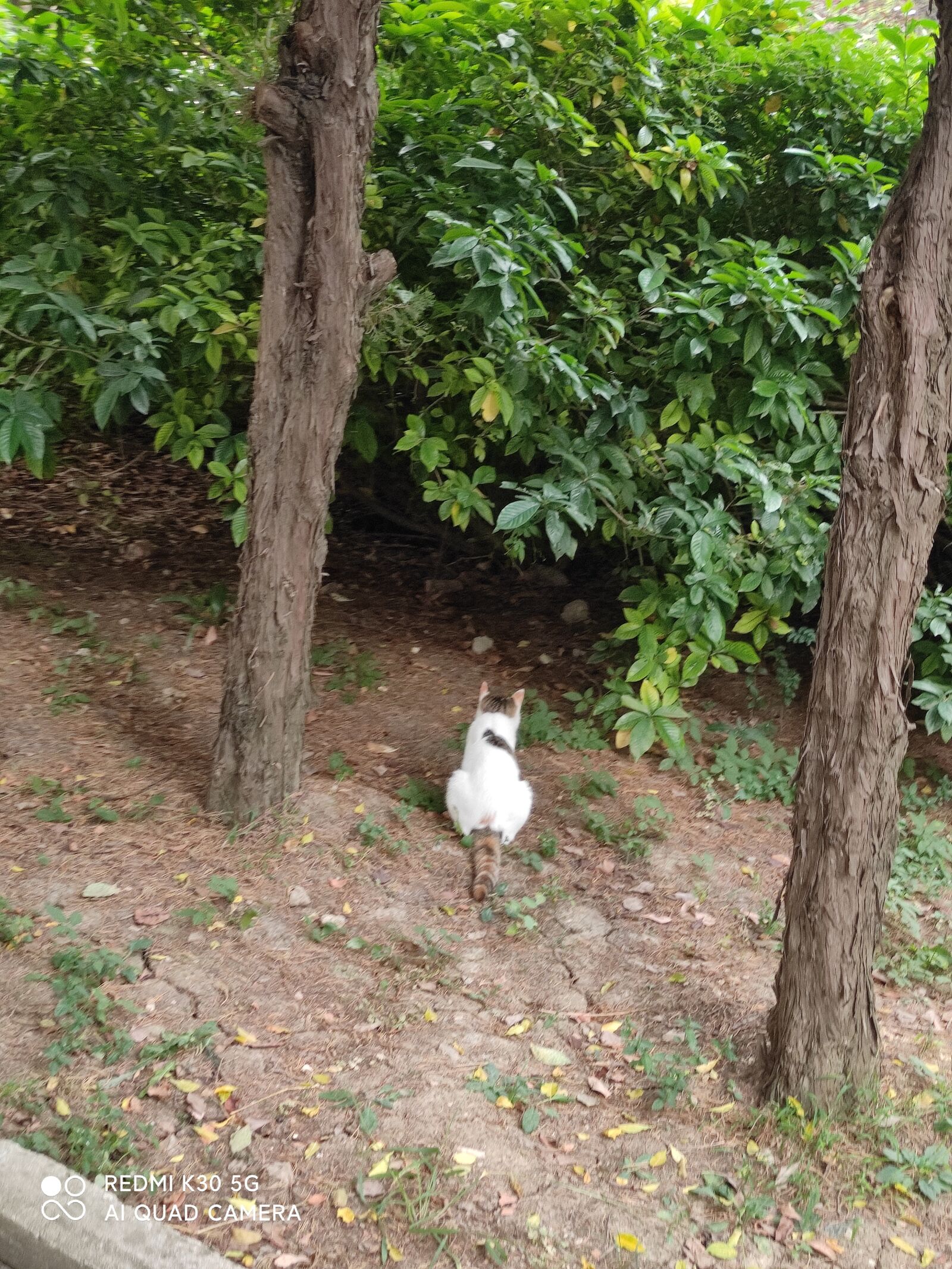 Xiaomi Redmi K30 5G sample photo
