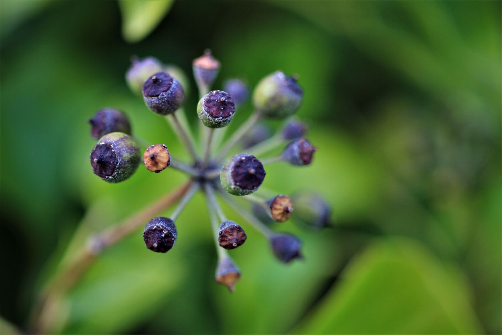 Canon EOS 7D sample photo. Inflorescence, faded, spring photography