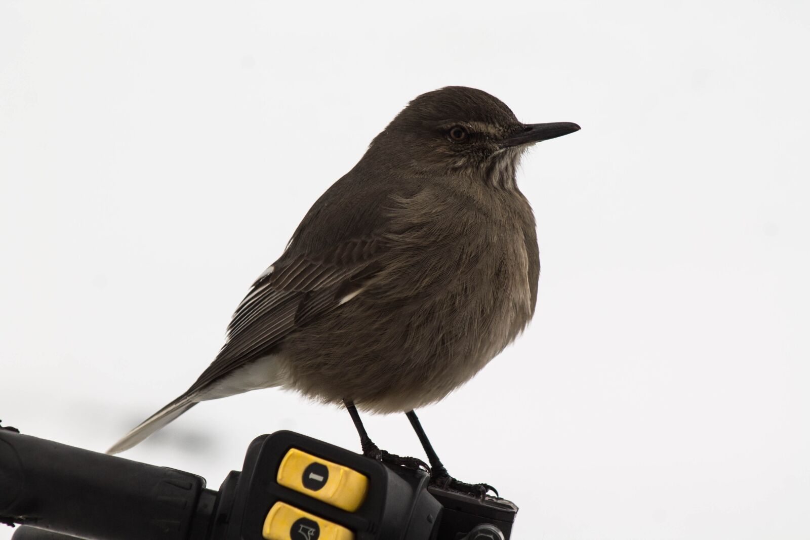 Canon EF 75-300mm f/4-5.6 sample photo. Bird, landscape, ave photography