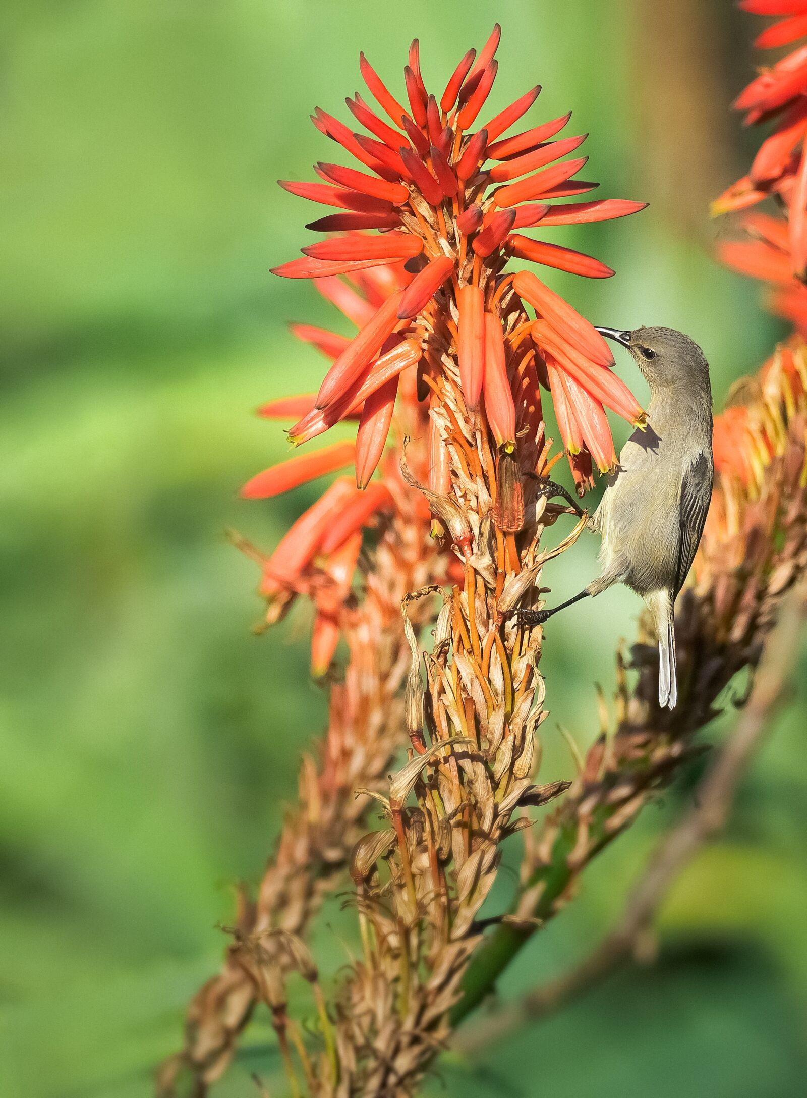 OLYMPUS M.300mm F4.0 sample photo. Southern double-collared sunbird, female photography