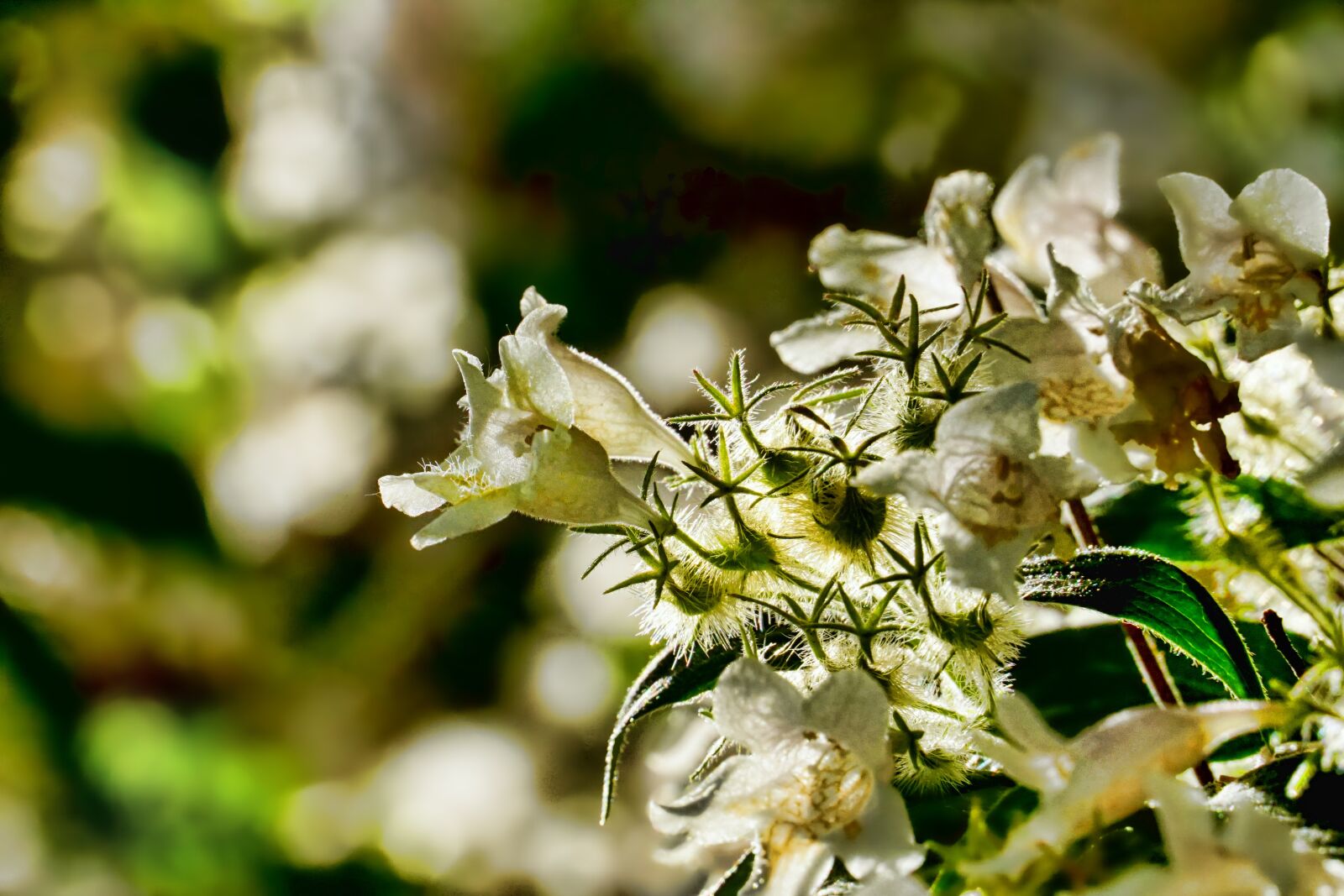 Sony a6000 sample photo. Bush, flowers, backlighting photography