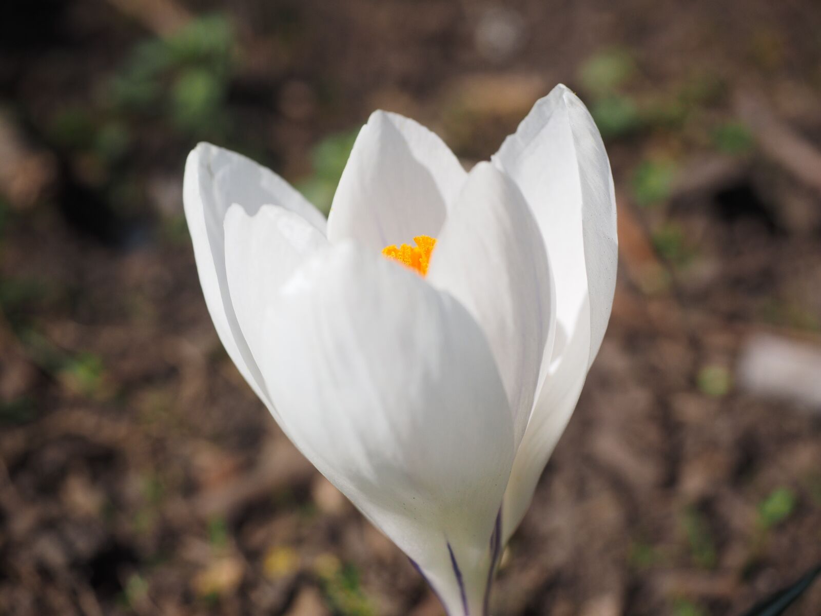 Olympus OM-D E-M1 + Olympus M.Zuiko Digital ED 12-40mm F2.8 Pro sample photo. Crocus, flower, spring photography