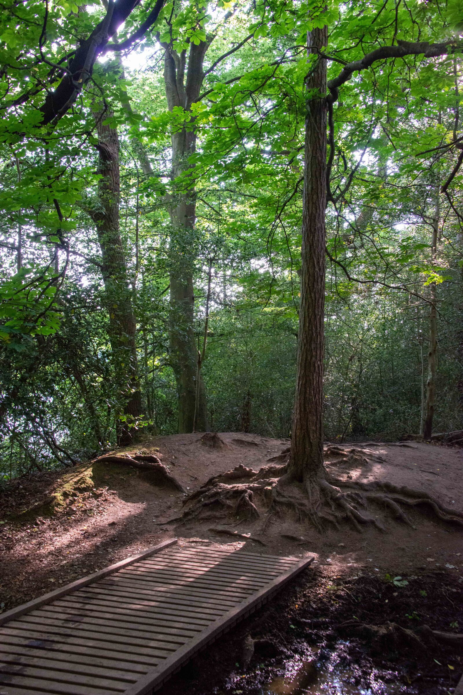 Nikon D800 sample photo. Park, bridge, path photography