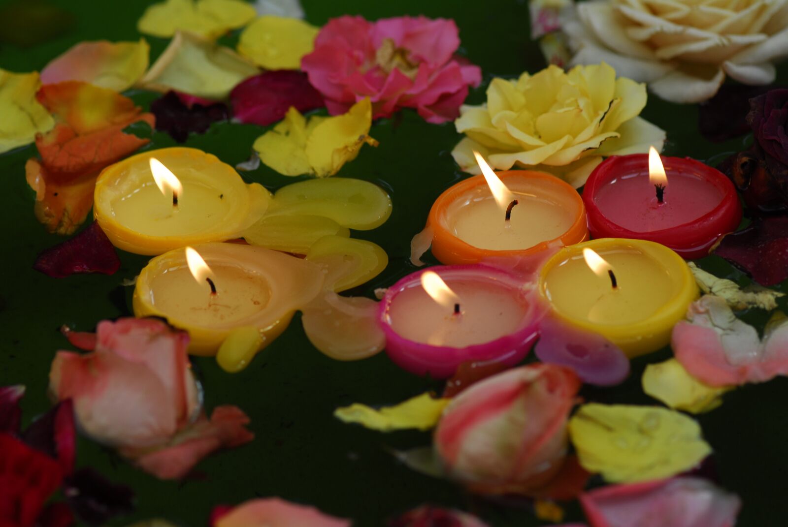 Nikon D200 sample photo. Flower, nature, color photography