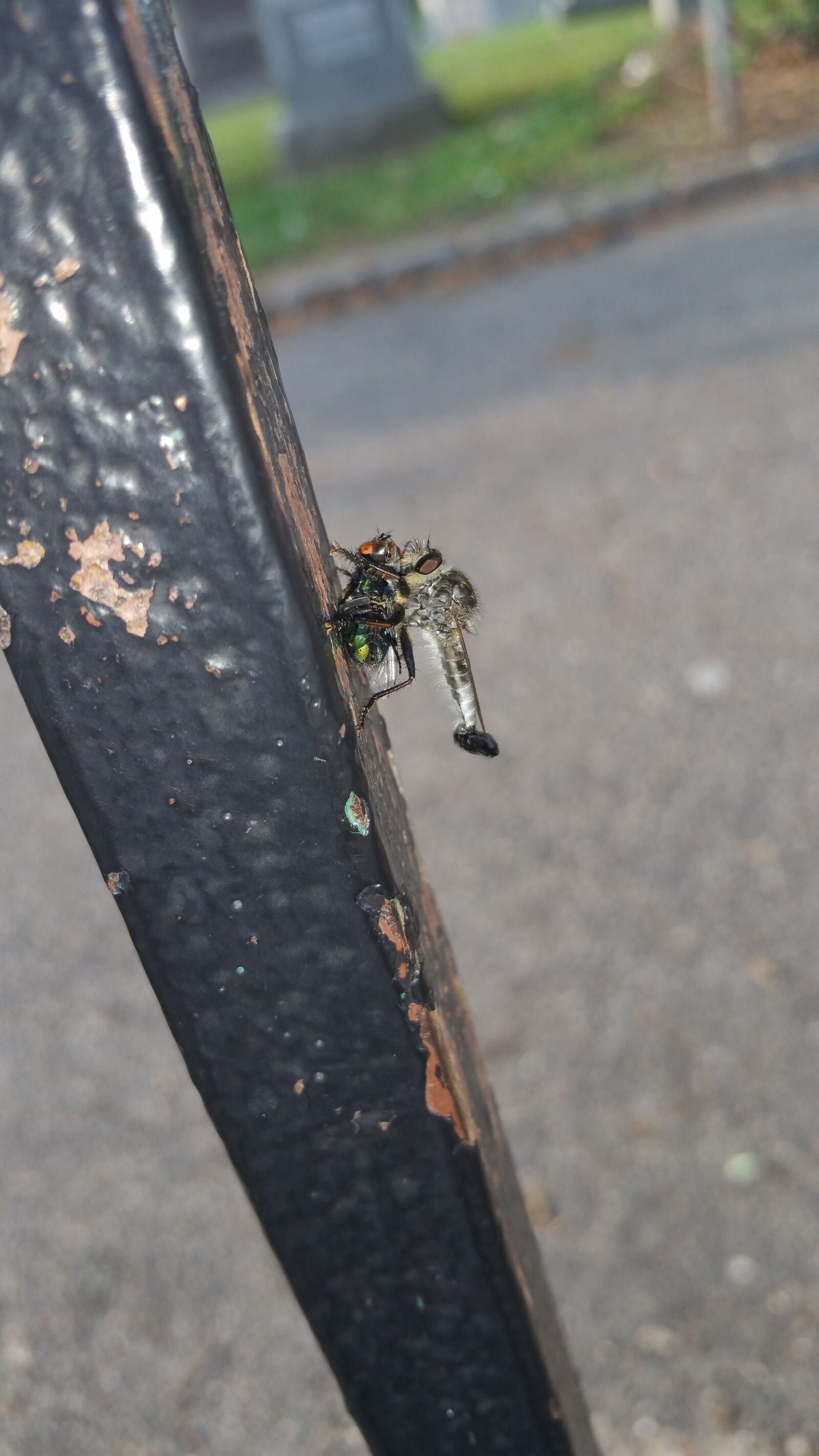 Samsung Galaxy Note4 sample photo. Wasp, wasp, laying, eggs photography