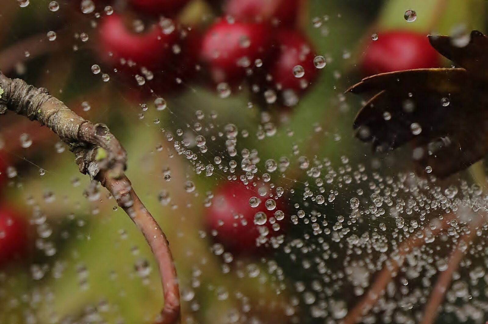 Canon EOS 70D sample photo. Due, drops, spiderweb photography