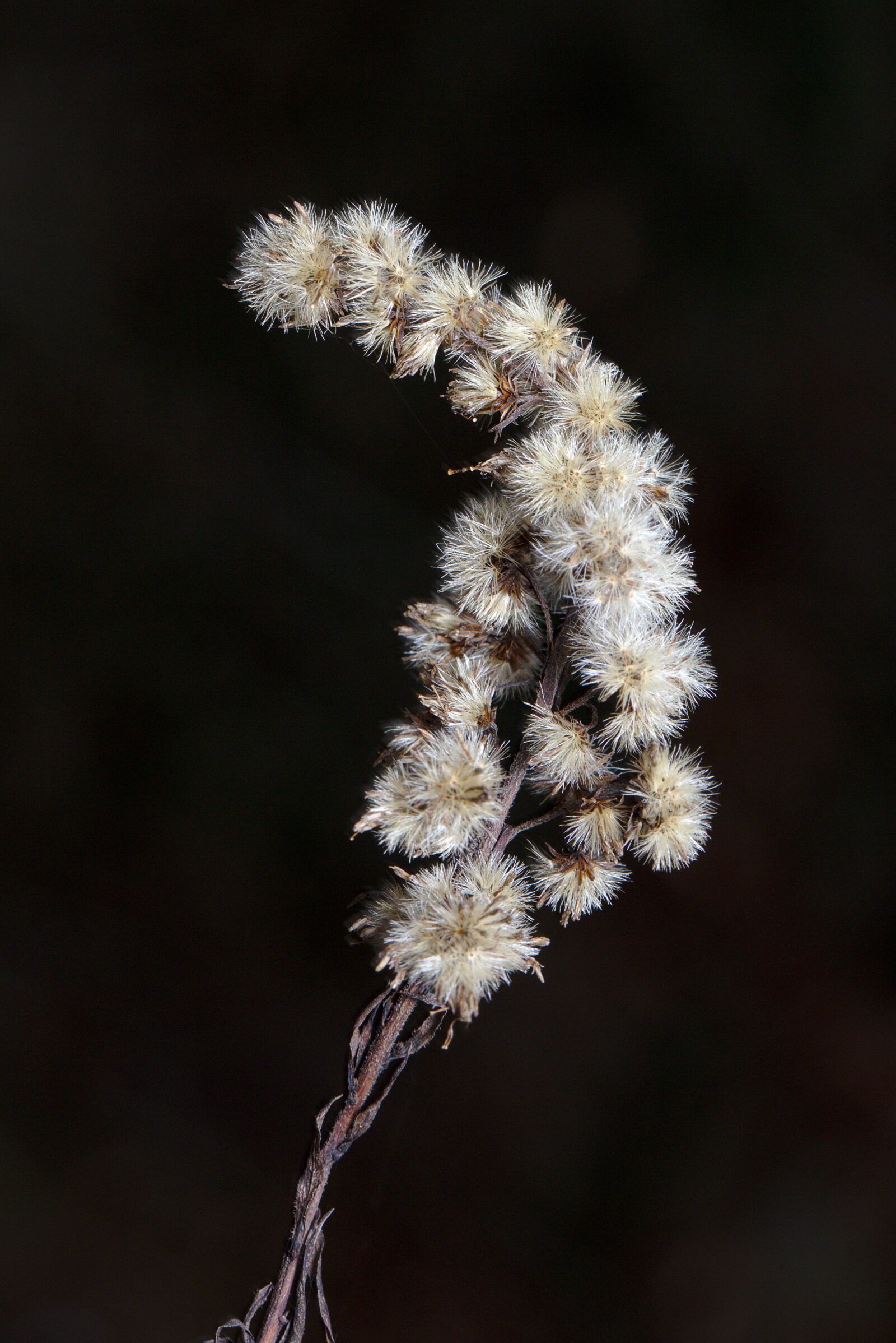 Canon EF 100mm F2.8L Macro IS USM sample photo. Forest, winter, infructescence photography