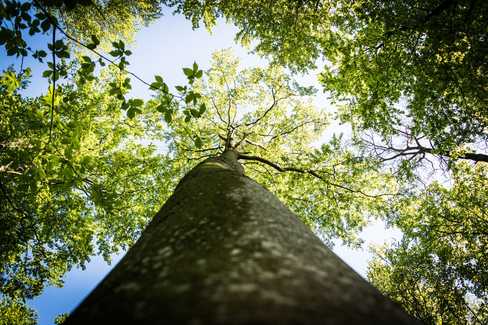 Nikon D5500 sample photo. Tree, trunk, forest photography
