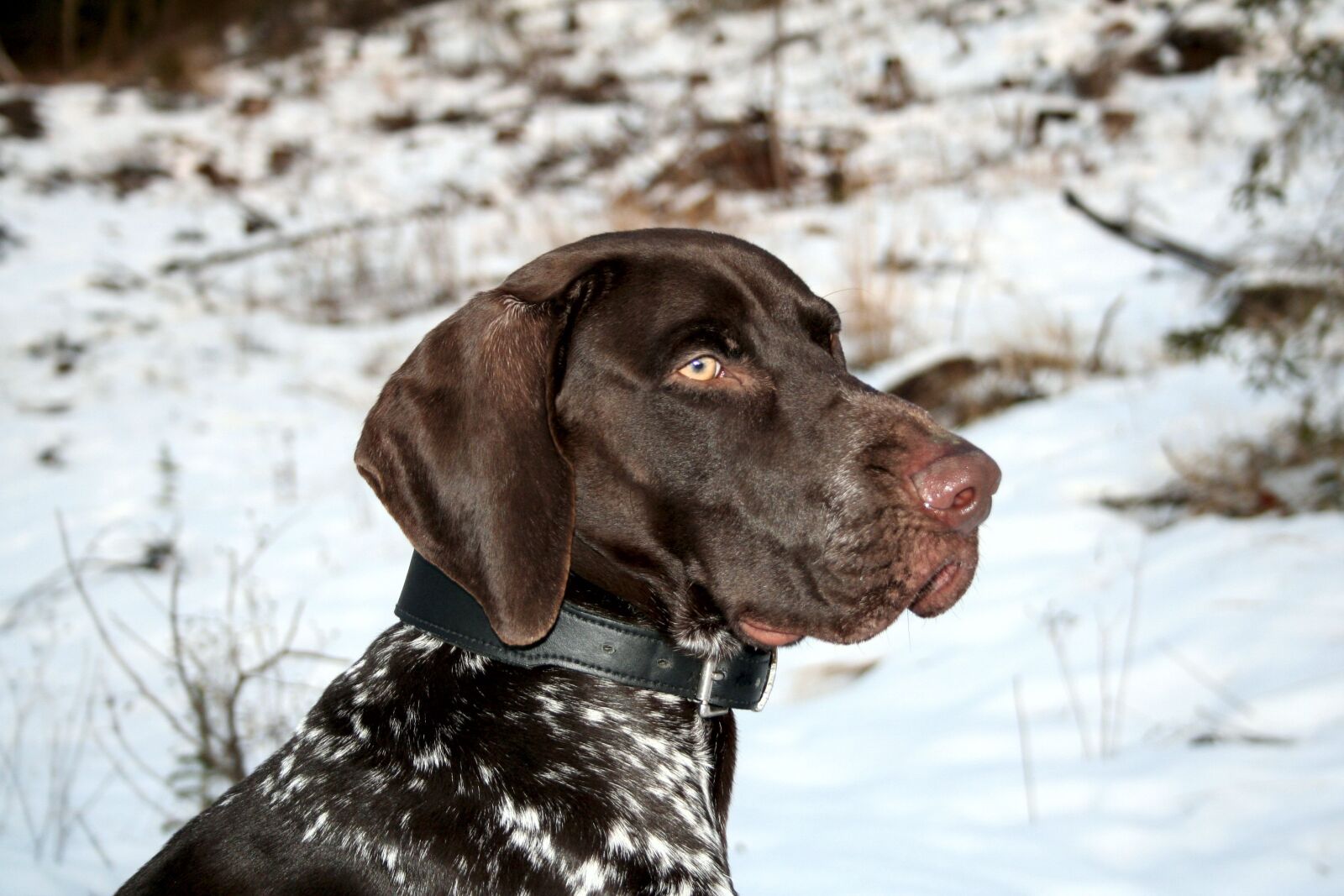 Canon EOS 350D (EOS Digital Rebel XT / EOS Kiss Digital N) sample photo. Dog, german pointer, winter photography