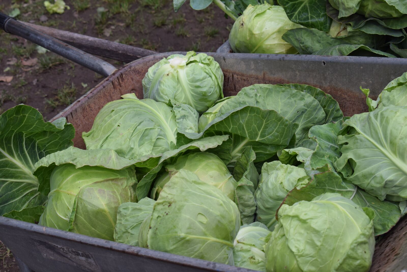 Nikon D3300 sample photo. Cabbage, fresh, vegetable photography