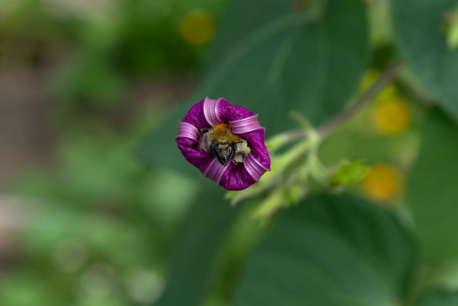 Sony a6000 sample photo. Blossom, bloom, closed photography
