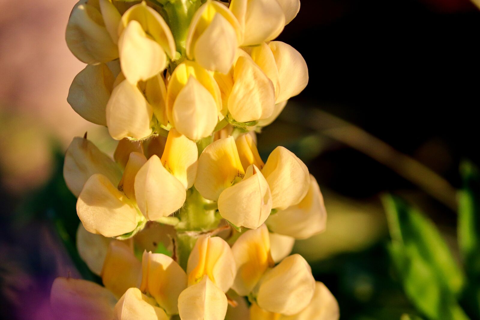 Canon EOS 200D (EOS Rebel SL2 / EOS Kiss X9) sample photo. Lupine, yellow, blossom photography