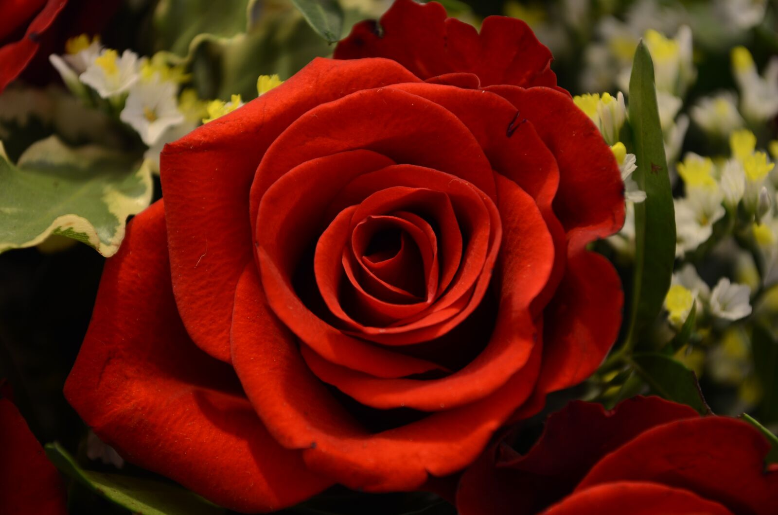 Nikon D5100 sample photo. Rose, valentine's day, love photography
