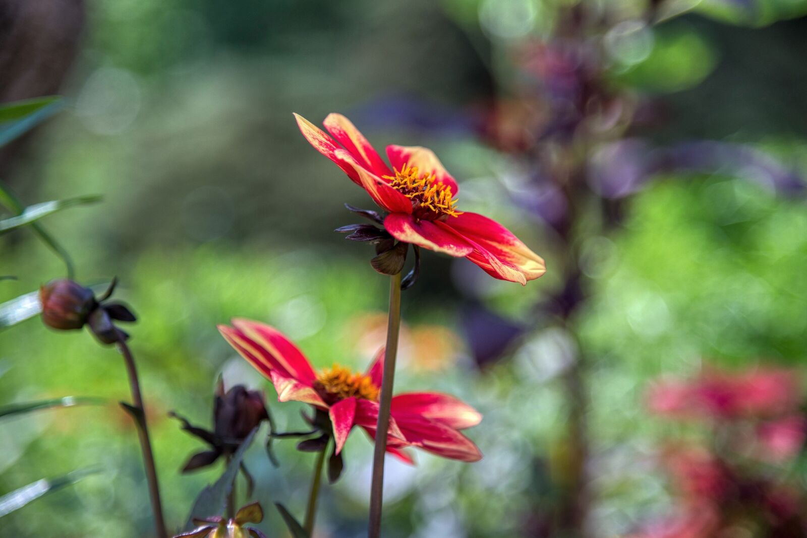 Nikon D750 sample photo. Dahlia, flower, blossom photography