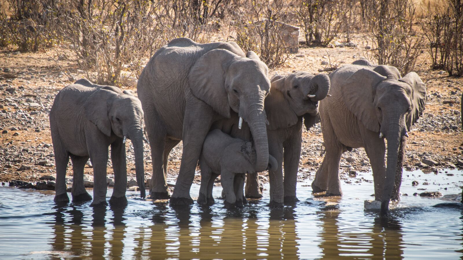 Canon EOS 650D (EOS Rebel T4i / EOS Kiss X6i) sample photo. Namibia, namib, outdoors photography