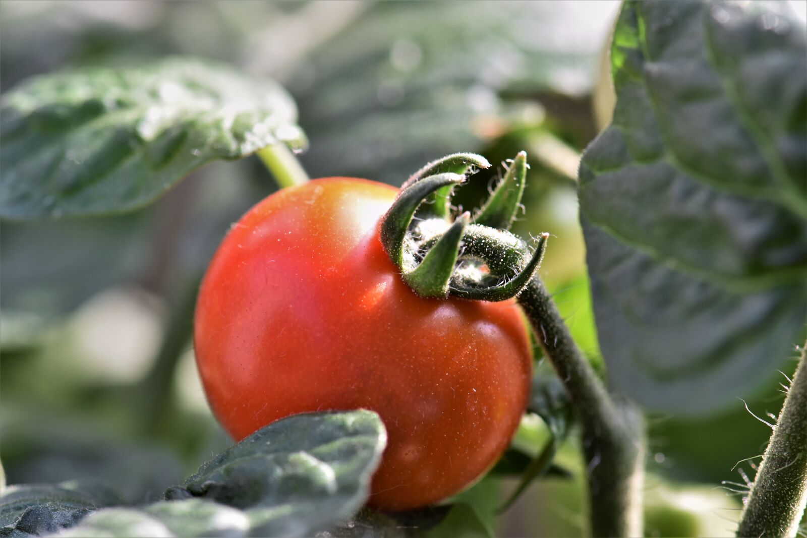 Nikon D5500 sample photo. Tomato, cherry tomato, red photography