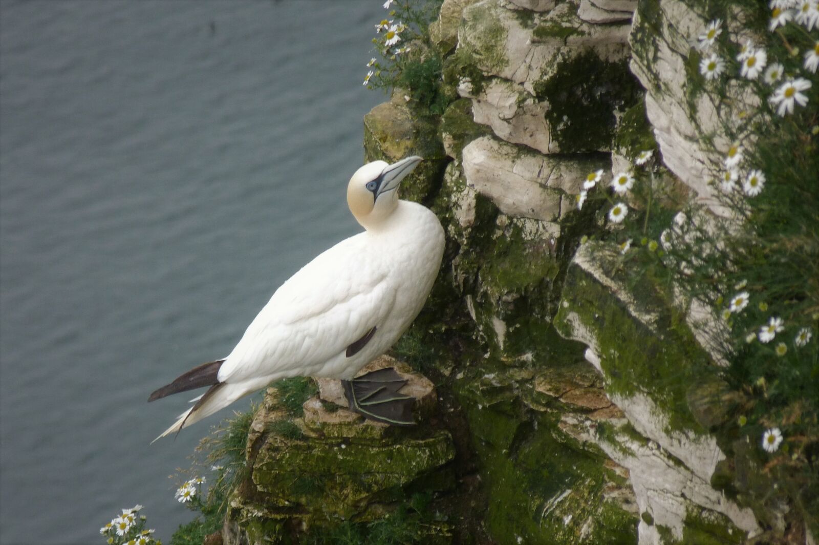 Panasonic Lumix DMC-FZ40 (Lumix DMC-FZ45) sample photo. Bird, gannet, nature photography