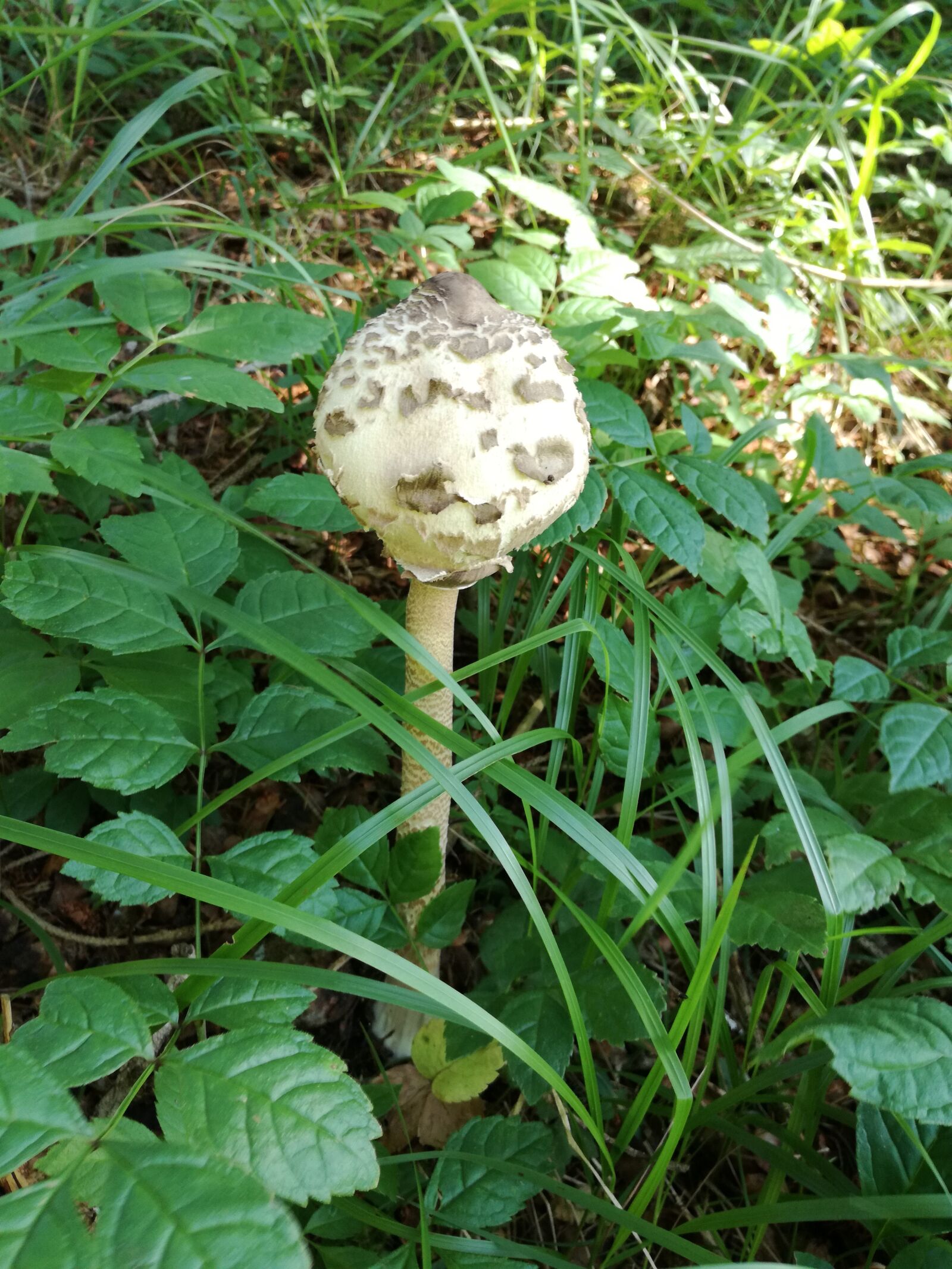 HUAWEI P9 LITE sample photo. Mushroom, mushrooms, lepiota photography