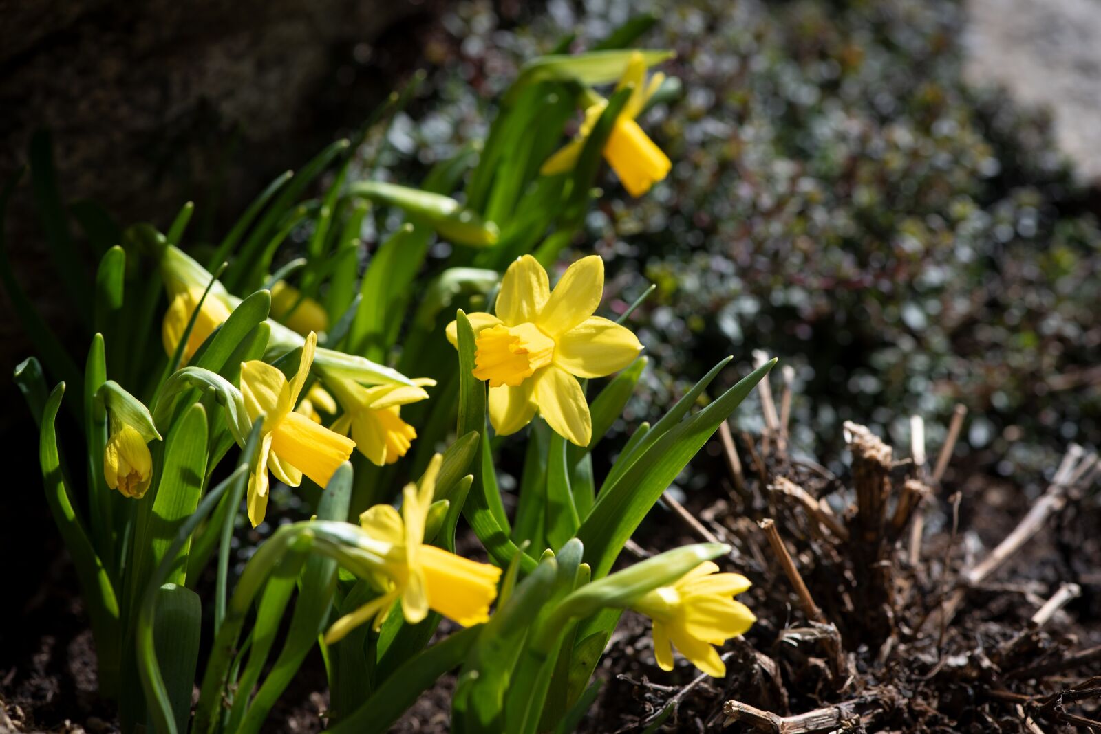 Nikon D750 sample photo. Daffodils, small, flowers photography