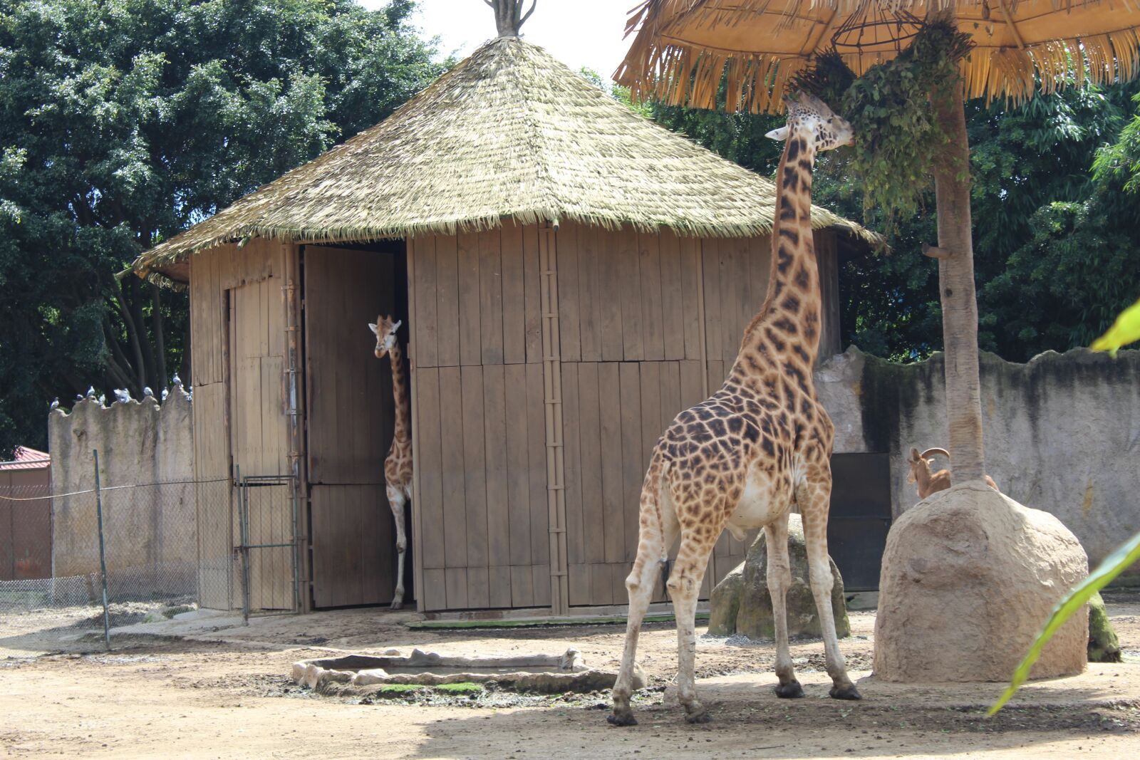 Canon EOS 1300D (EOS Rebel T6 / EOS Kiss X80) sample photo. Jirafa, zoo, guatemala photography