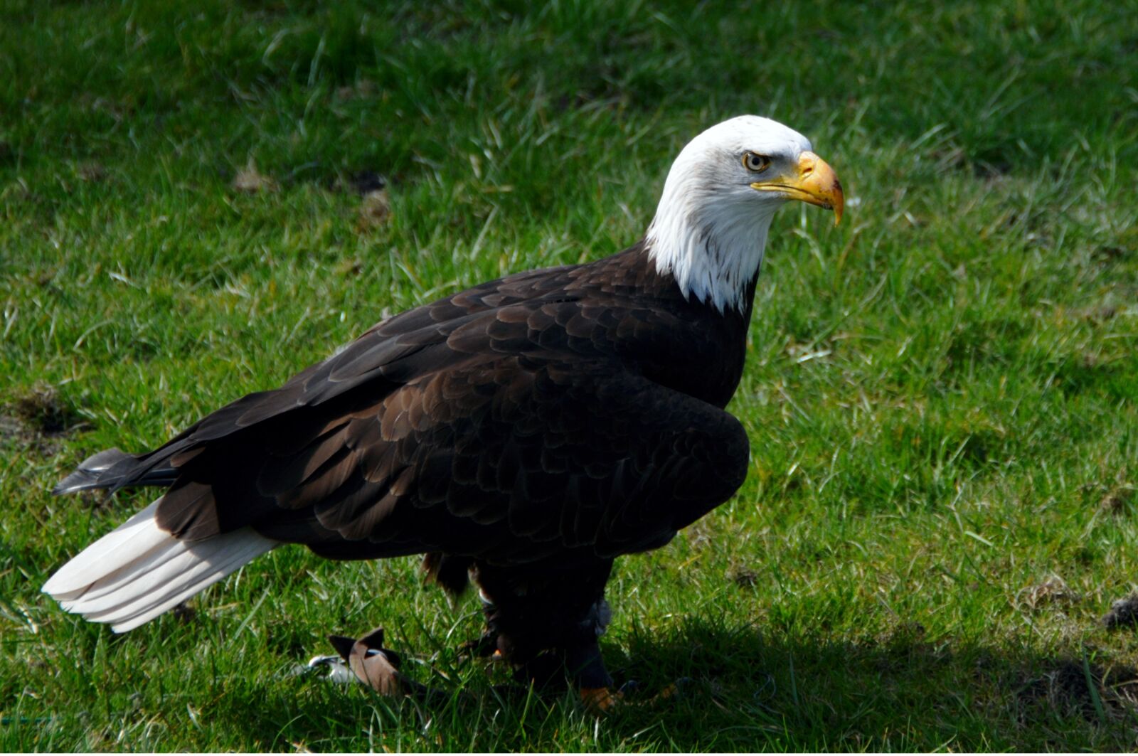 Nikon D300 sample photo. Adler, bald eagle, raptor photography