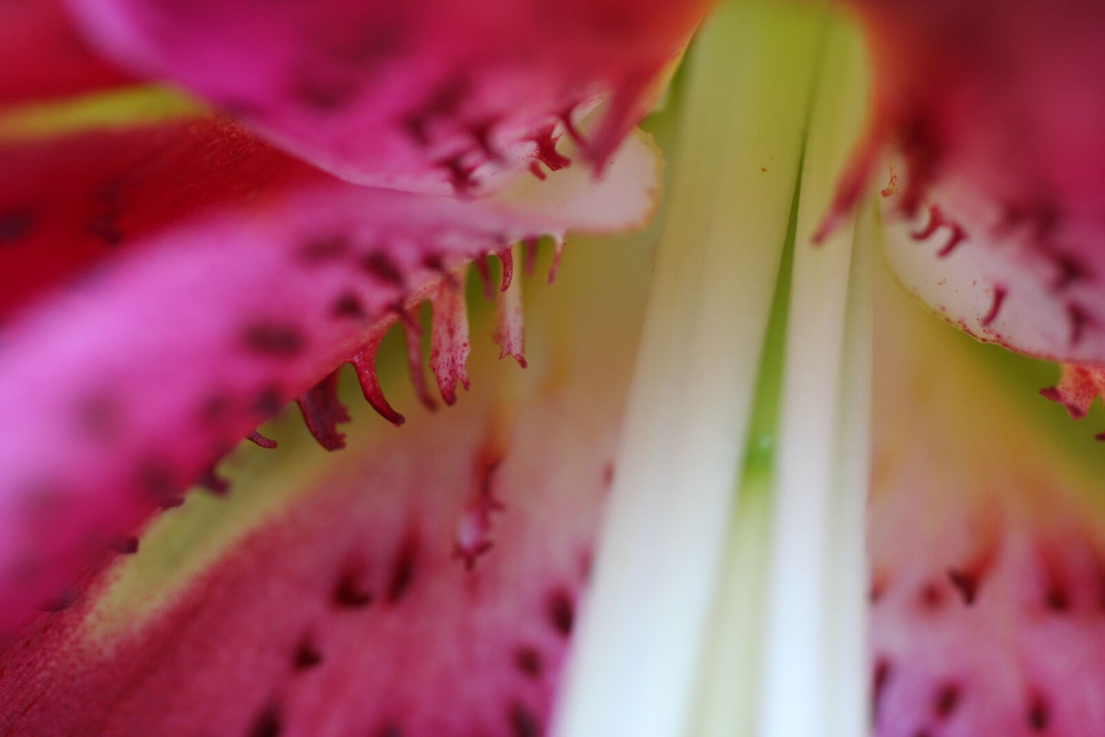 Canon EOS 350D (EOS Digital Rebel XT / EOS Kiss Digital N) sample photo. Stargazer, lily, garden photography