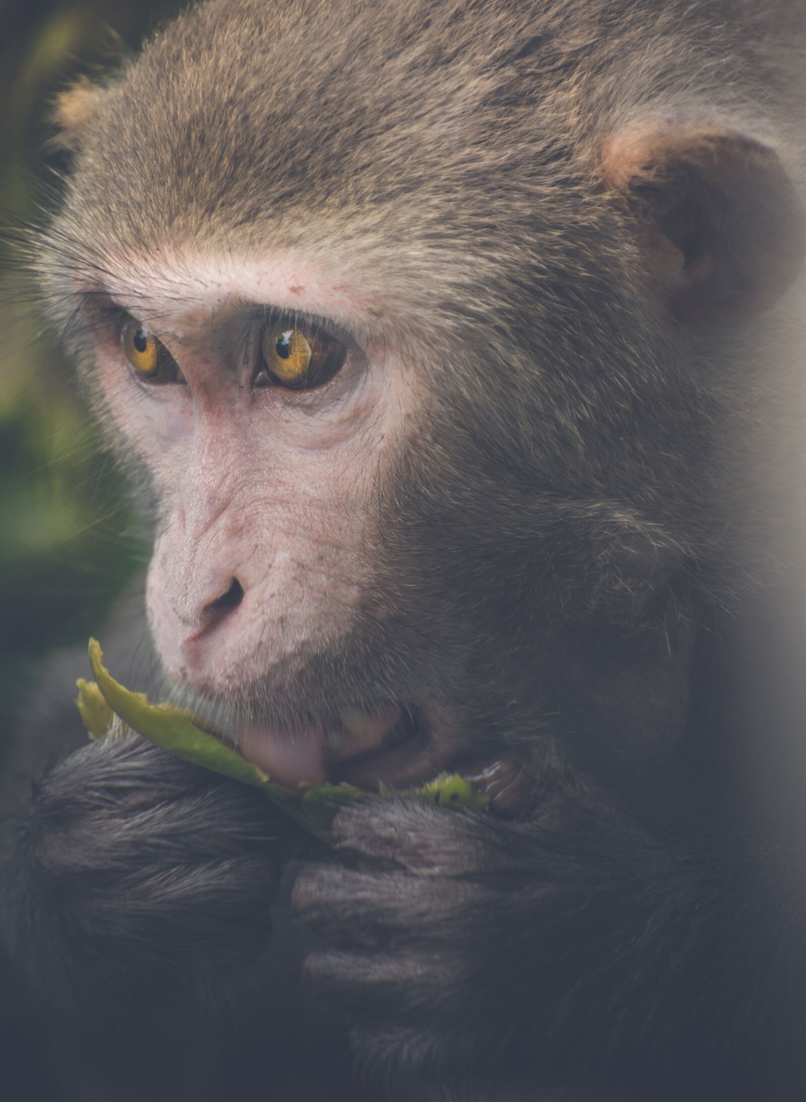 Nikon D5300 sample photo. Monkey, indian, primate photography