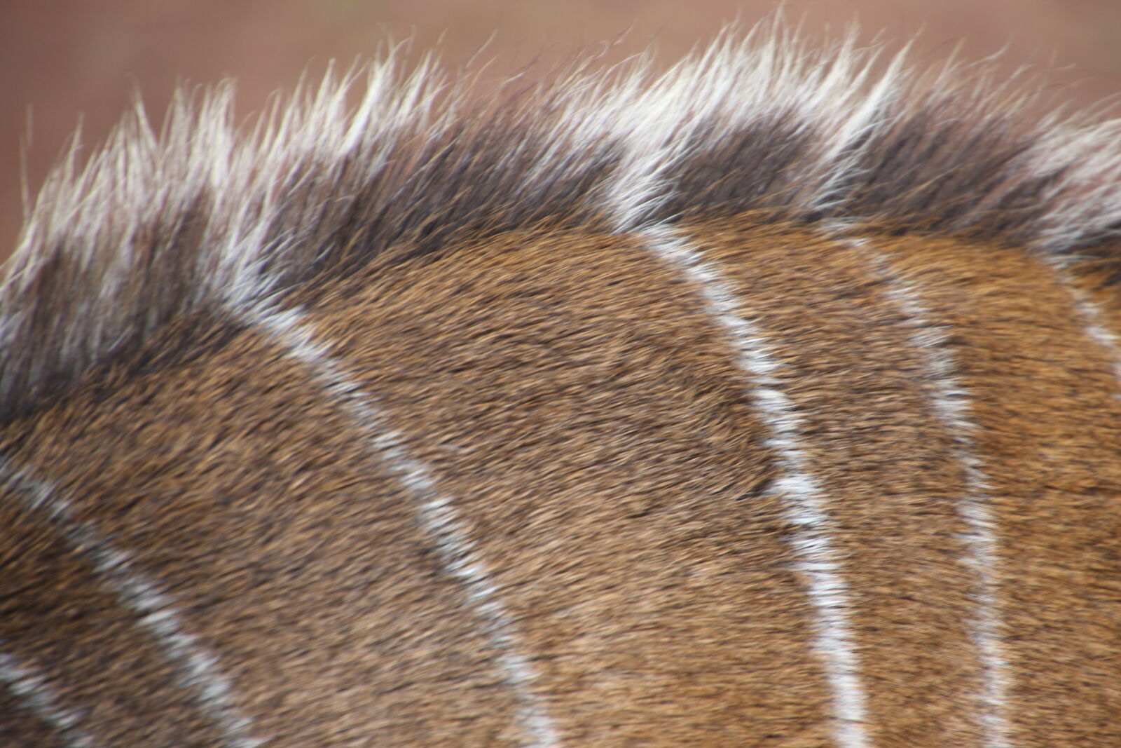 Canon EOS 7D Mark II sample photo. Brown, brown, fur, buck photography