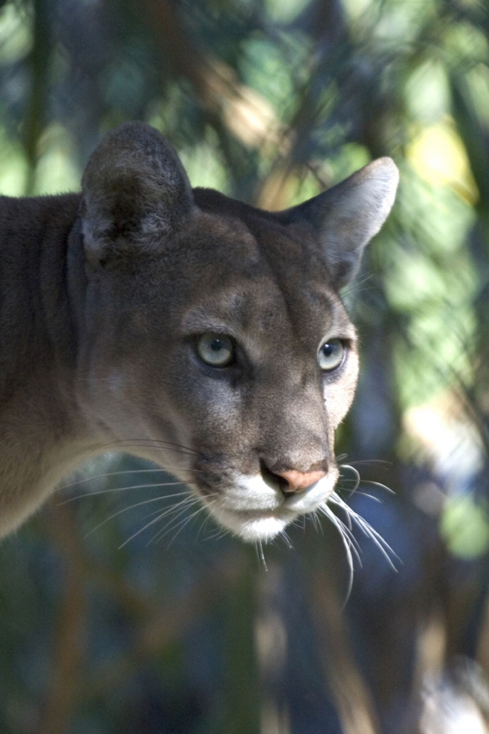 Canon EOS-1D Mark II sample photo. Mountain lion, puma, cougar photography