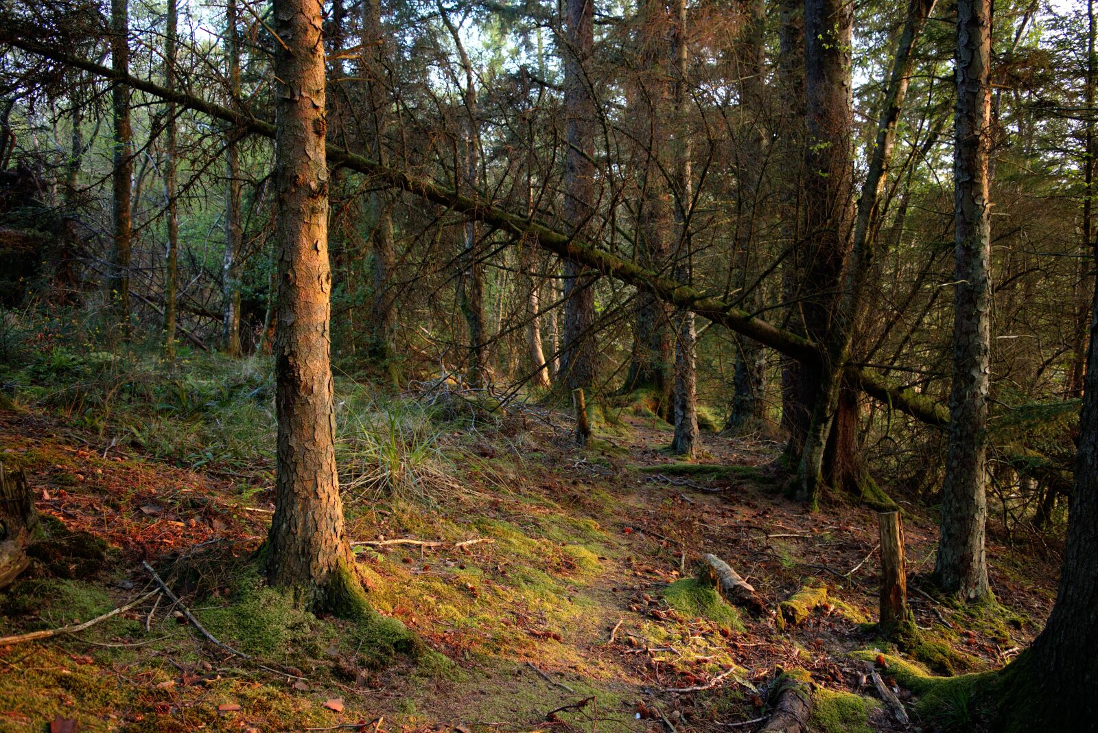 Nikon D5500 sample photo. Woodland, forest, forestry photography