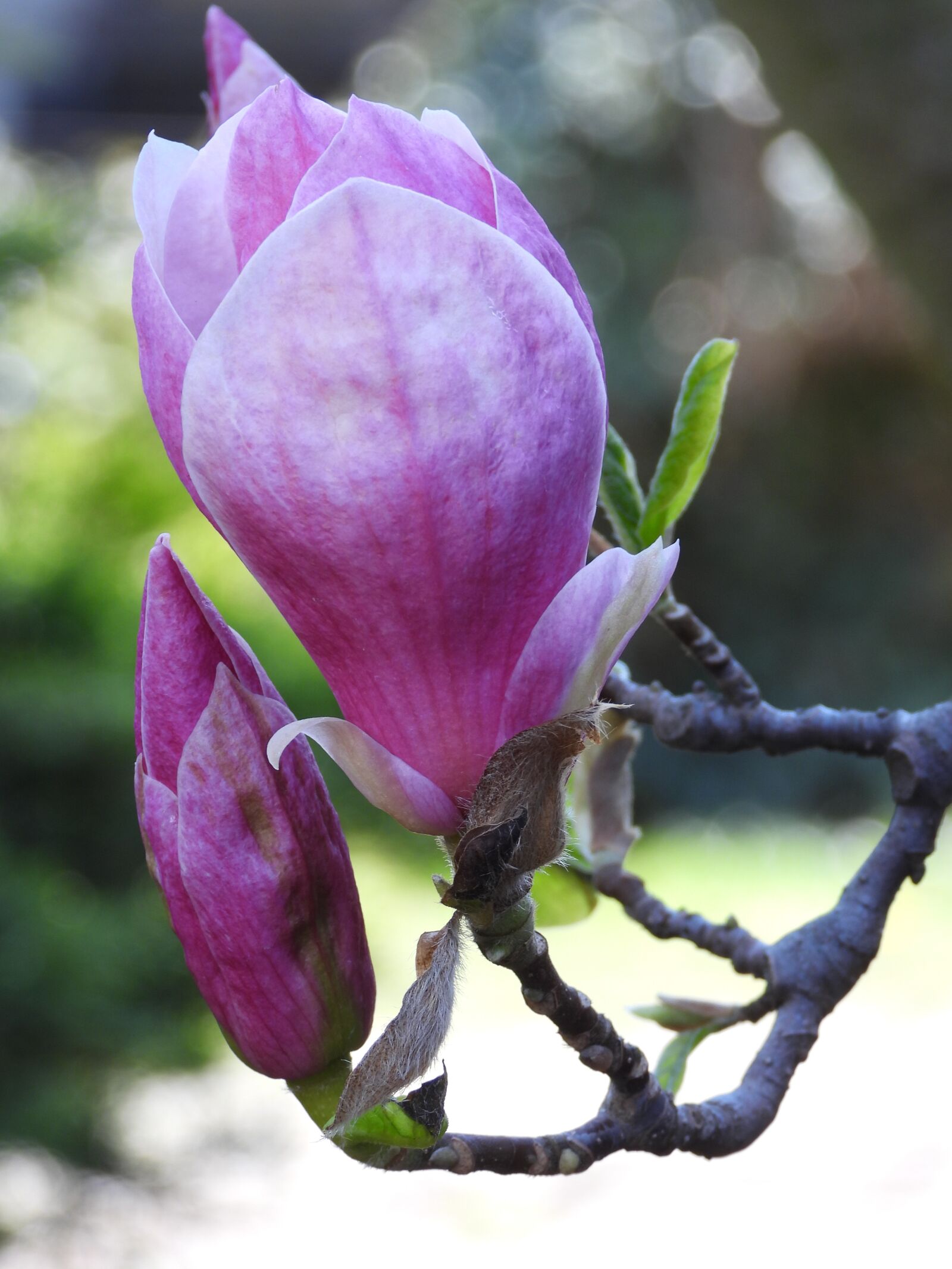 Nikon Coolpix P1000 sample photo. Magnolia, flower, bush magnolia photography
