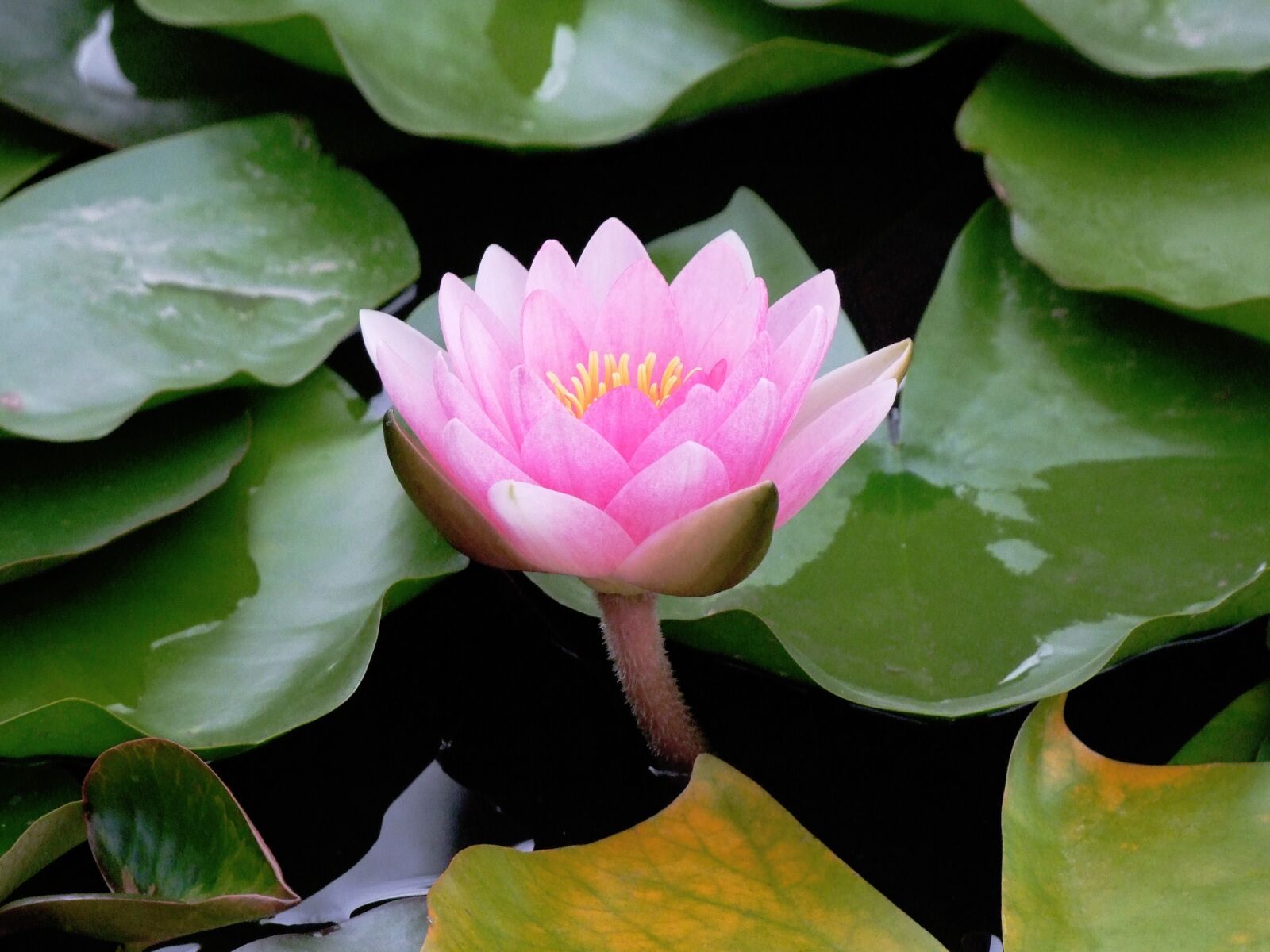 Fujifilm FinePix S100fs sample photo. Water lily, flower, pink photography