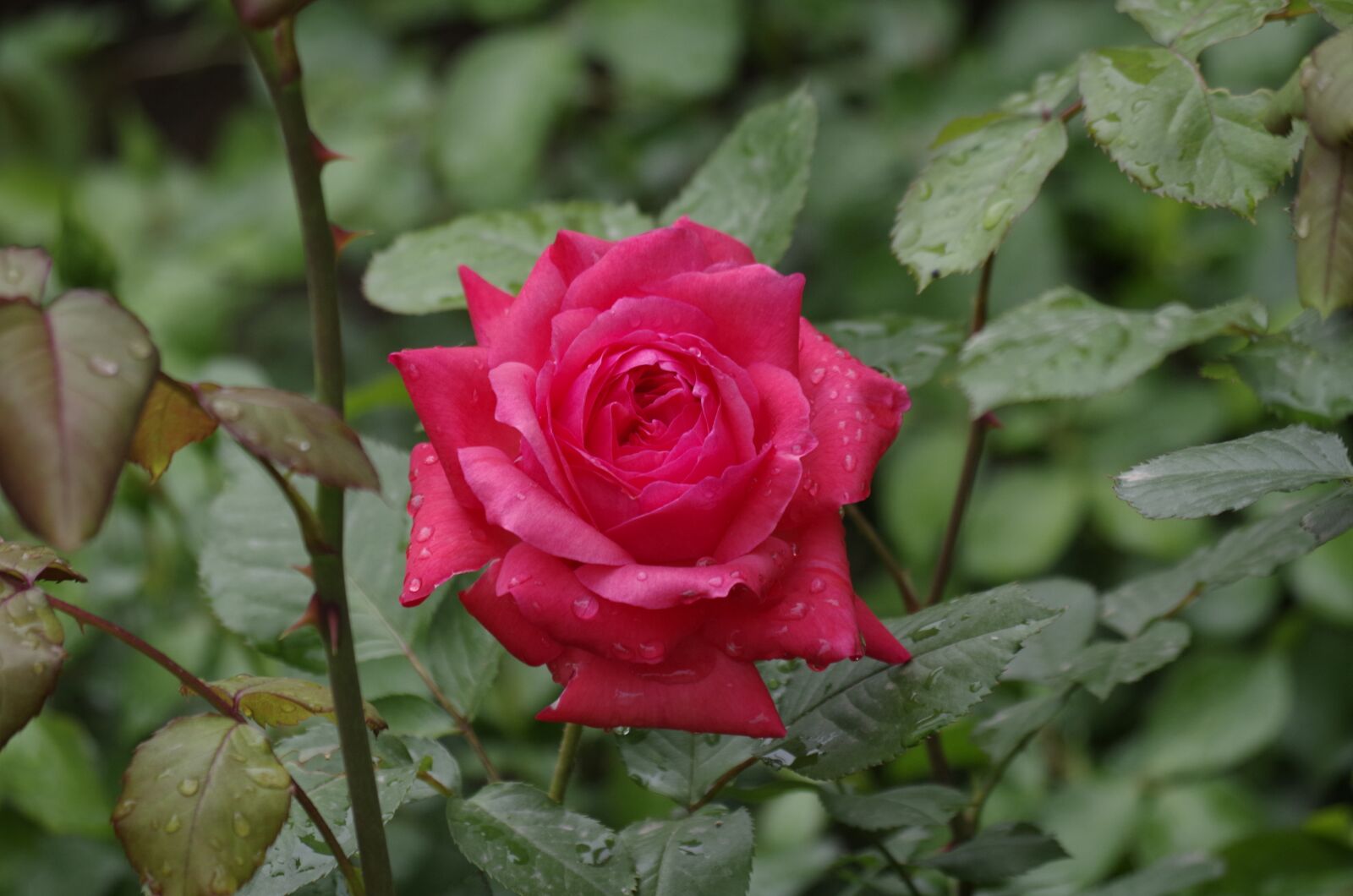 Pentax K-50 sample photo. Flower, rose, nature photography