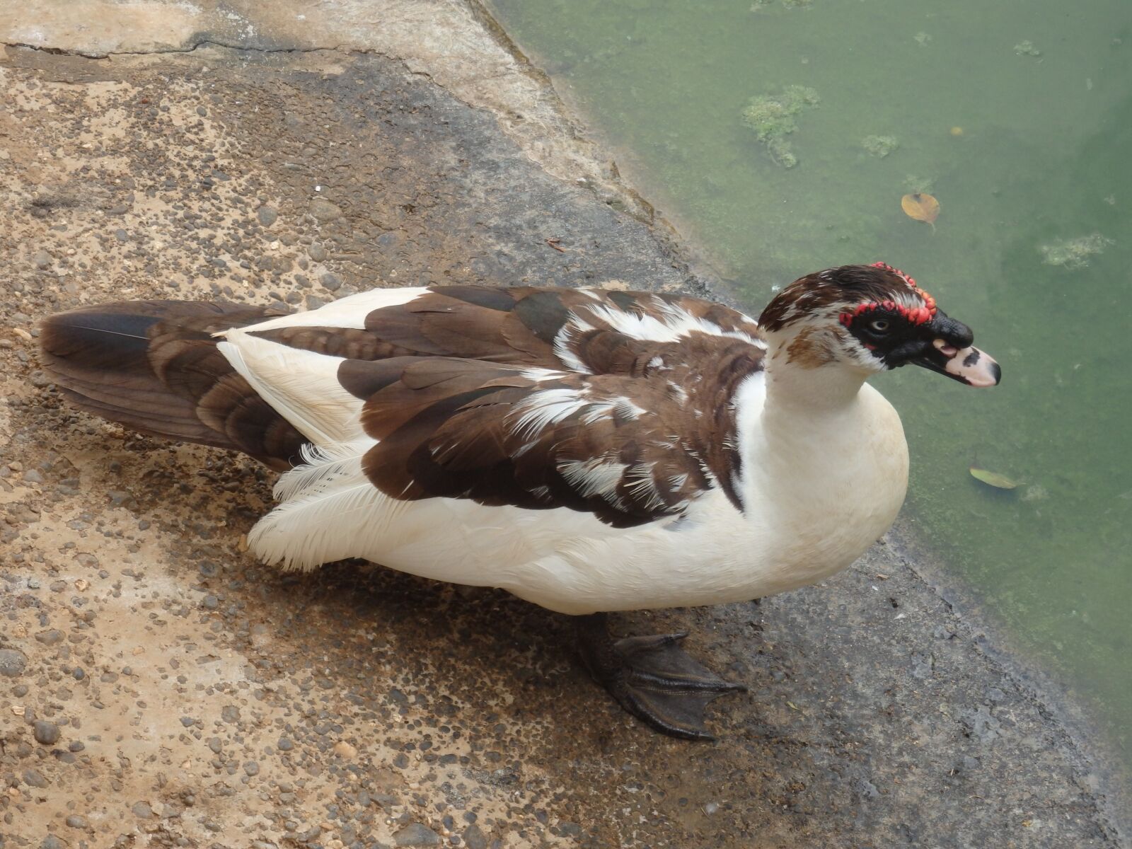 Olympus SZ-16,DZ-105 sample photo. Duck, eyes, f photography
