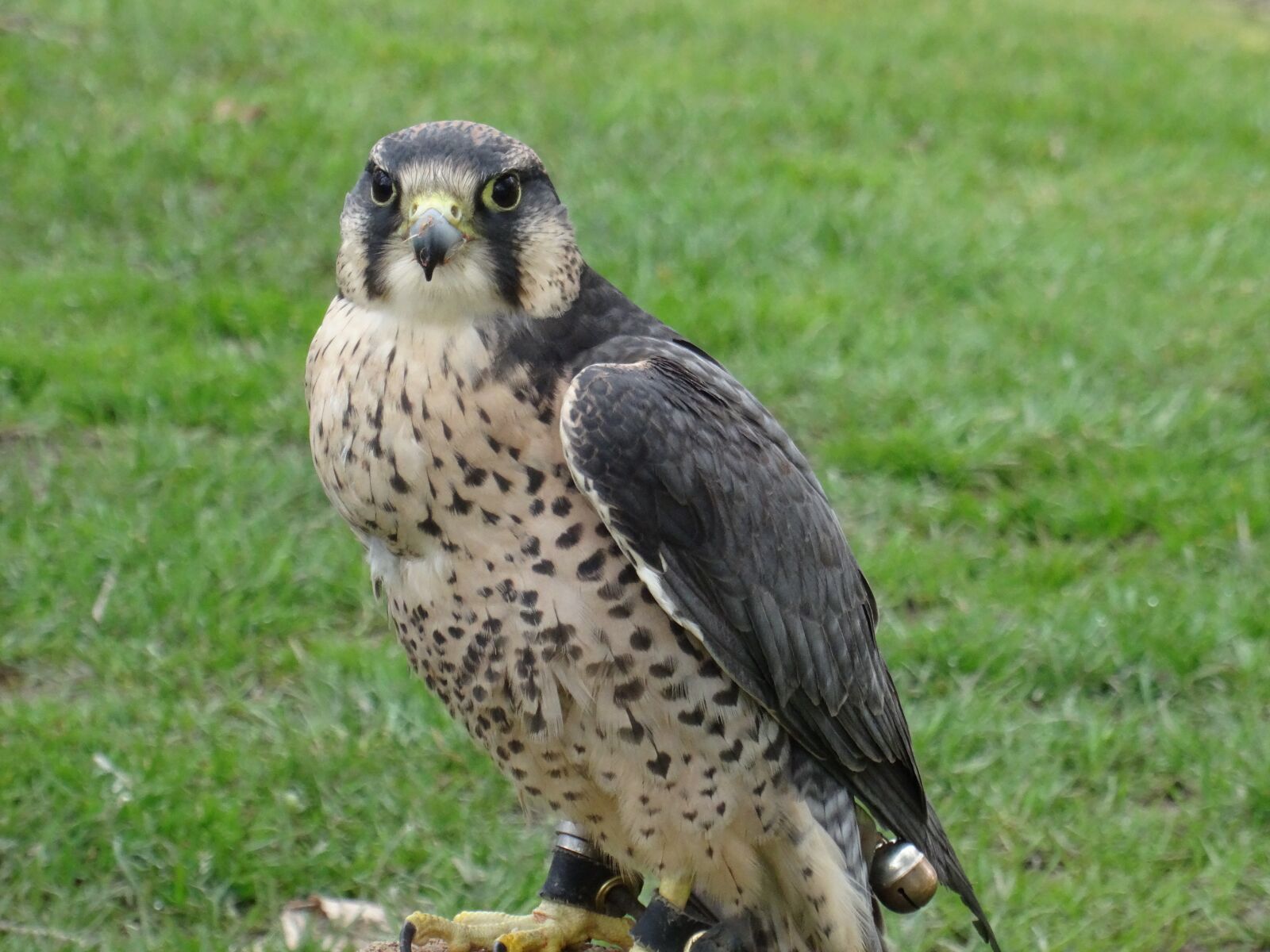 Sony DSC-HX50 sample photo. Falcon, bird of prey photography