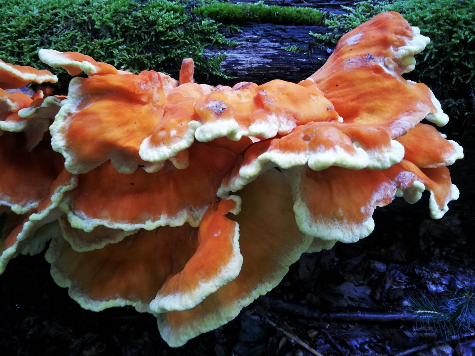 Samsung Galaxy S2 sample photo. Tree fungus, sponge mushroom photography