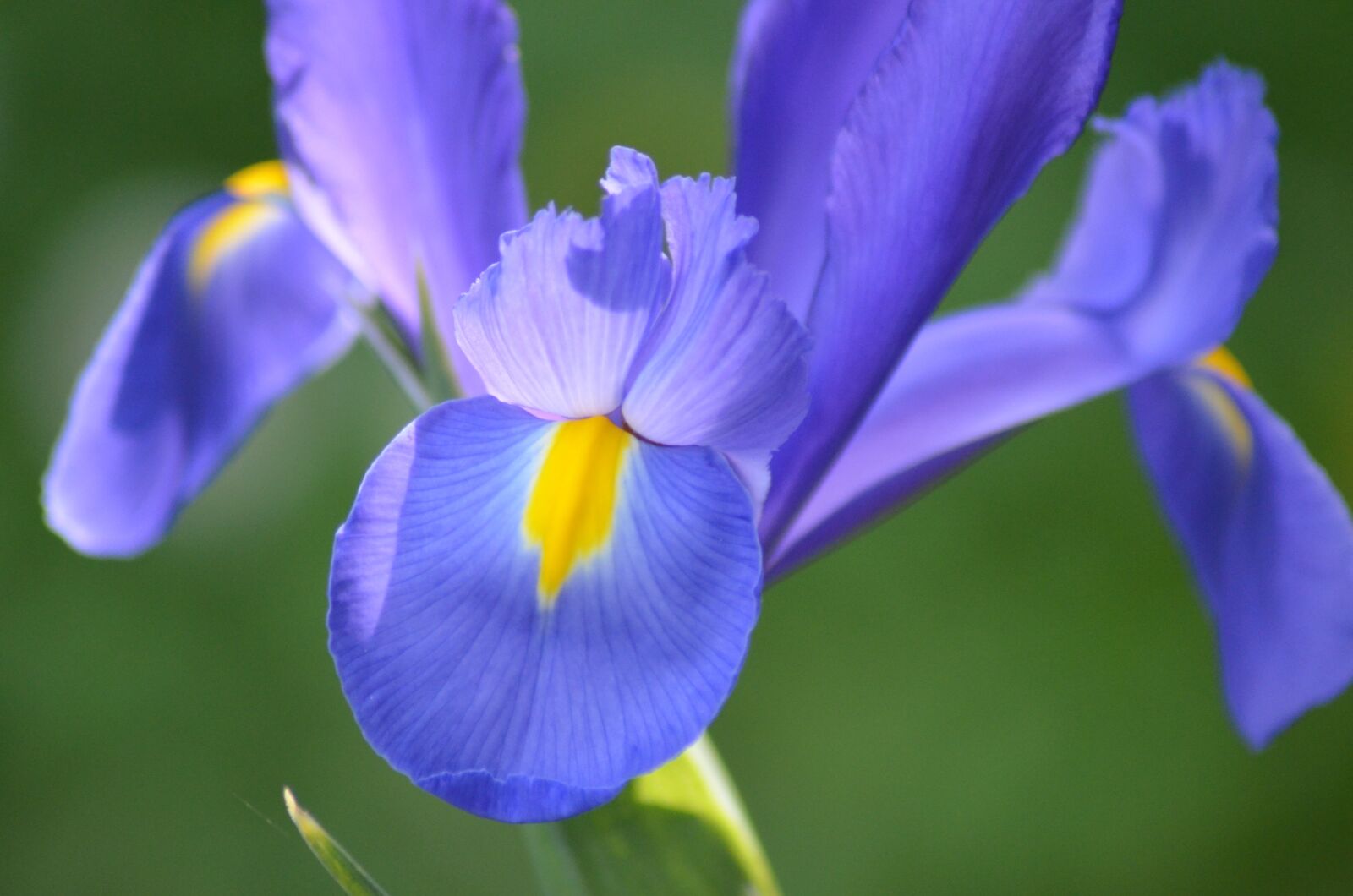 Nikon D5100 sample photo. Iris, flower, spring photography