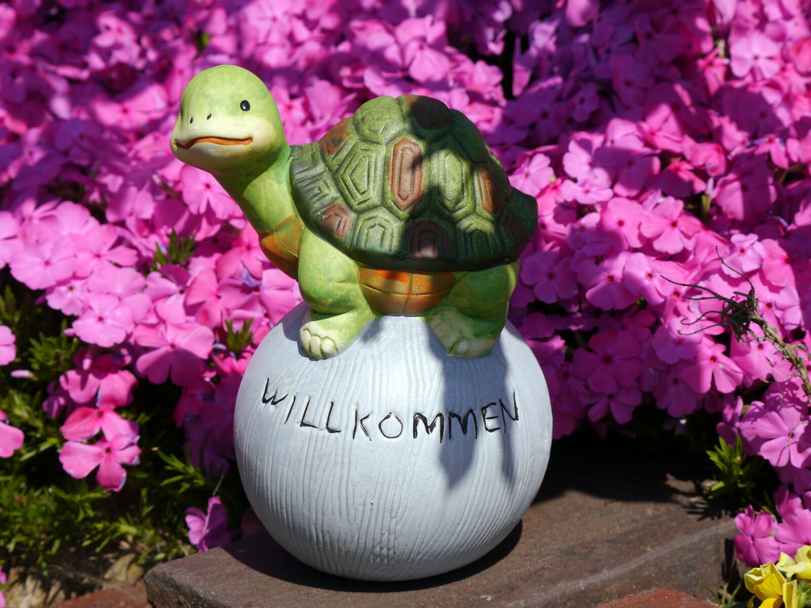 Panasonic Lumix DMC-G5 sample photo. Welcome, turtle, flowers photography