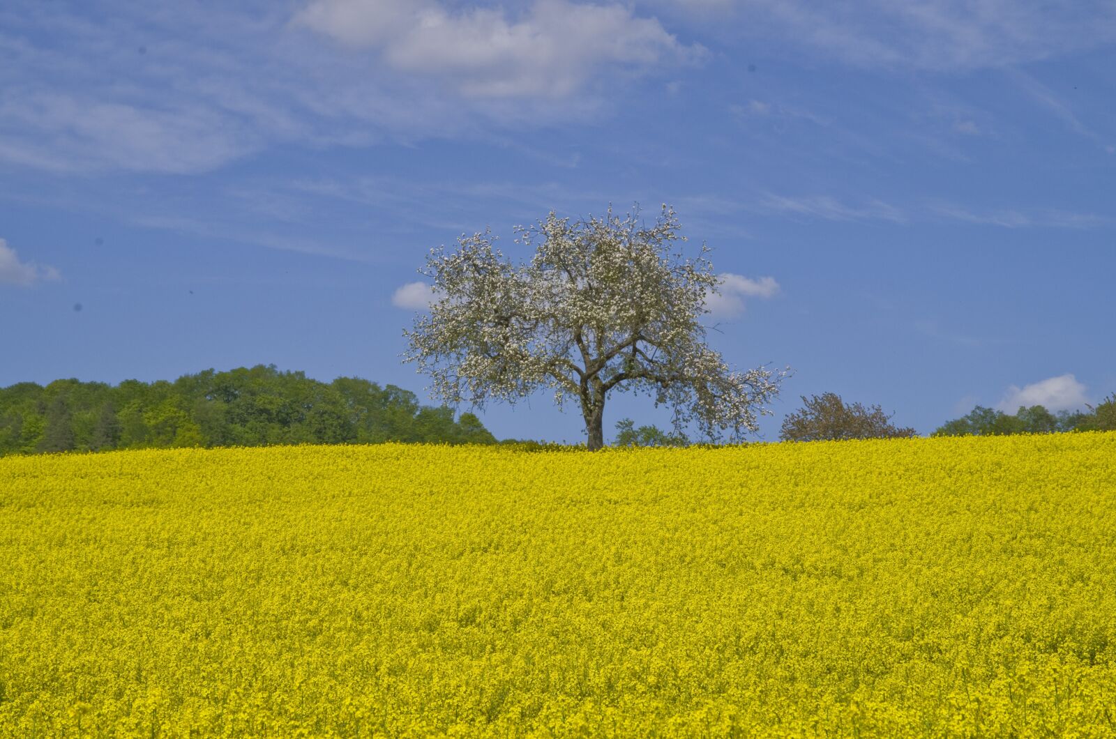 Pentax K-30 sample photo. Nature, tree, field of photography