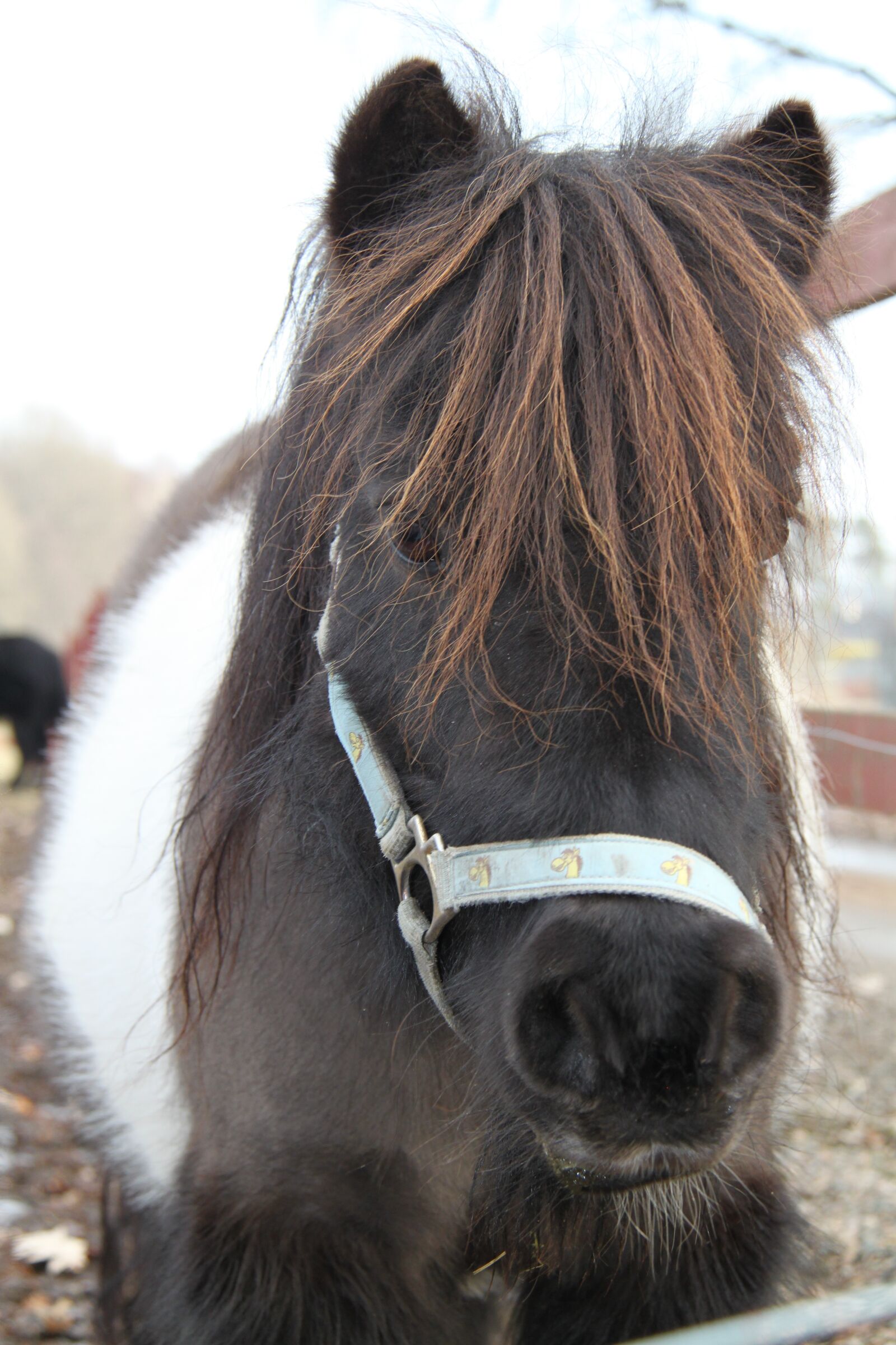 Canon EOS 500D (EOS Rebel T1i / EOS Kiss X3) sample photo. Horse, pony, animals photography