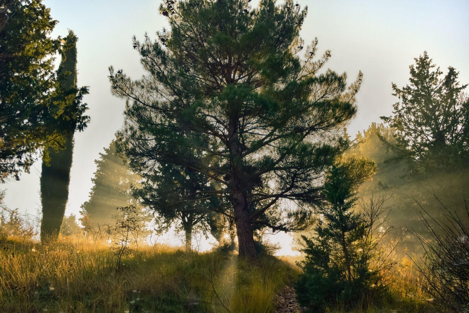 Nikon D5300 sample photo. Tree, sun, rays photography