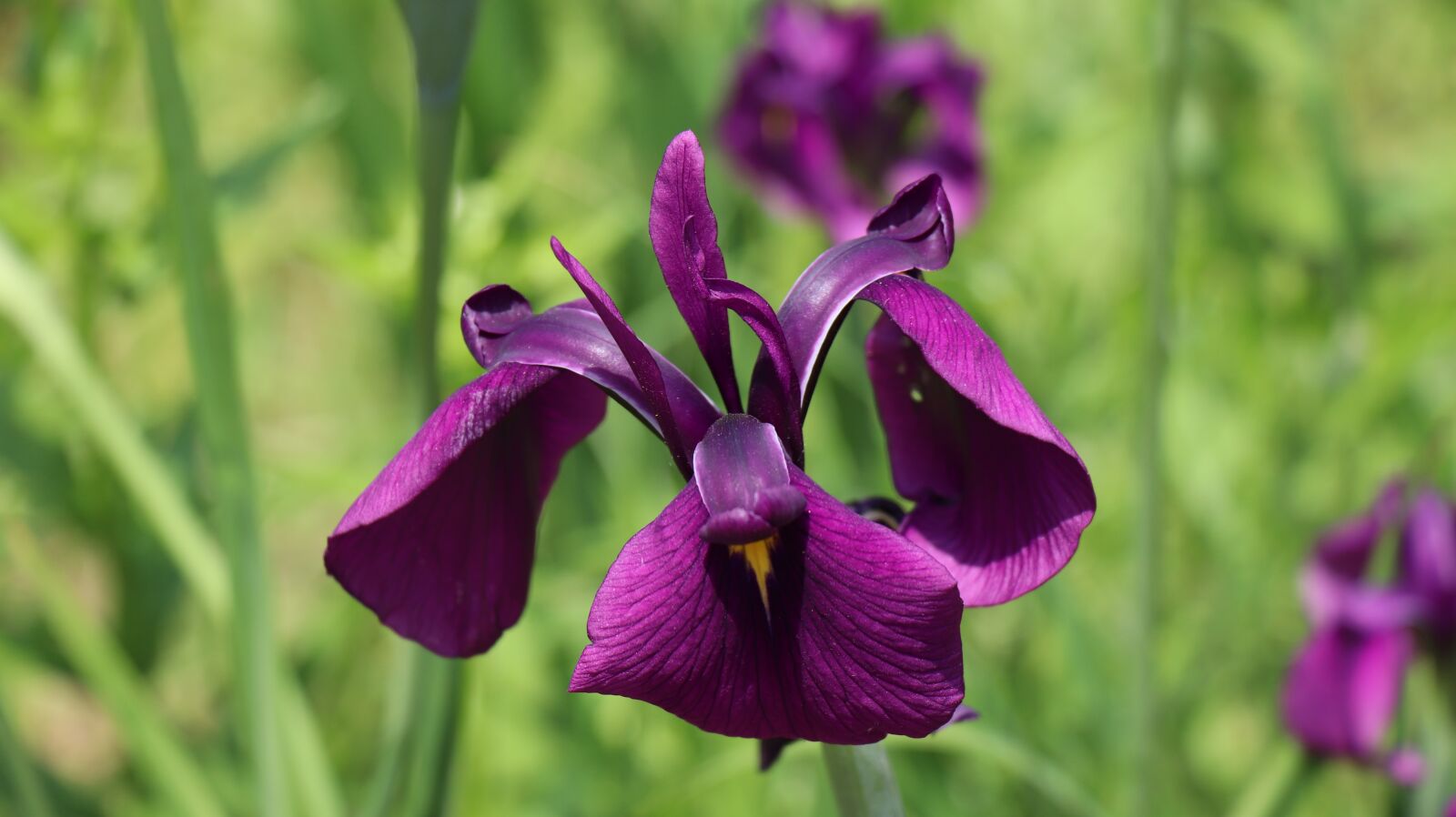 Canon EOS 77D (EOS 9000D / EOS 770D) sample photo. Iris, first liverpool, purple photography