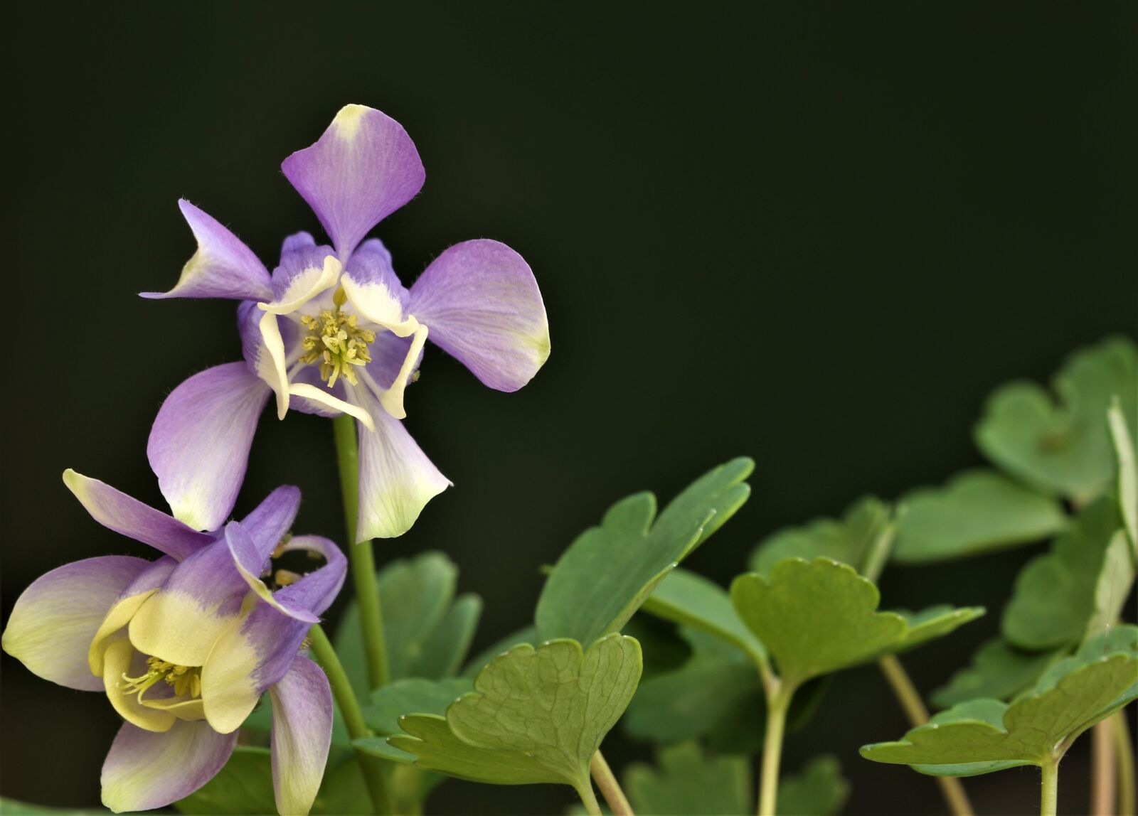 Canon EOS 7D Mark II sample photo. Purple, plant, blossom photography