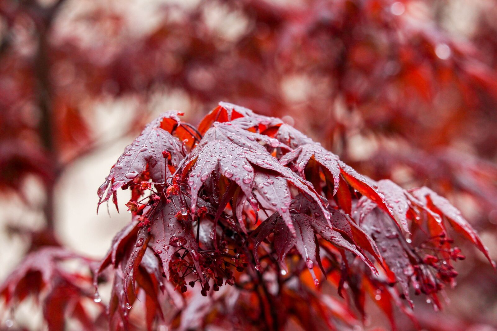 Canon EOS 700D (EOS Rebel T5i / EOS Kiss X7i) sample photo. Fall, leaf, season photography